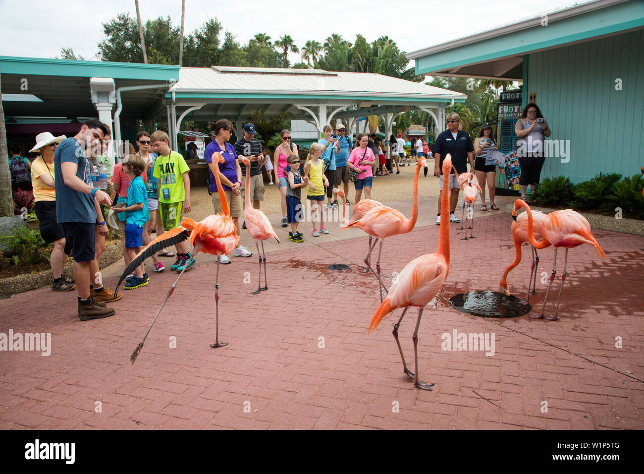 Fenicottero rosa uccelli puntone tra i visitatori a Sea World parco a tema di Orlando, Orlando, Florida, Stati Uniti d'America Foto Stock