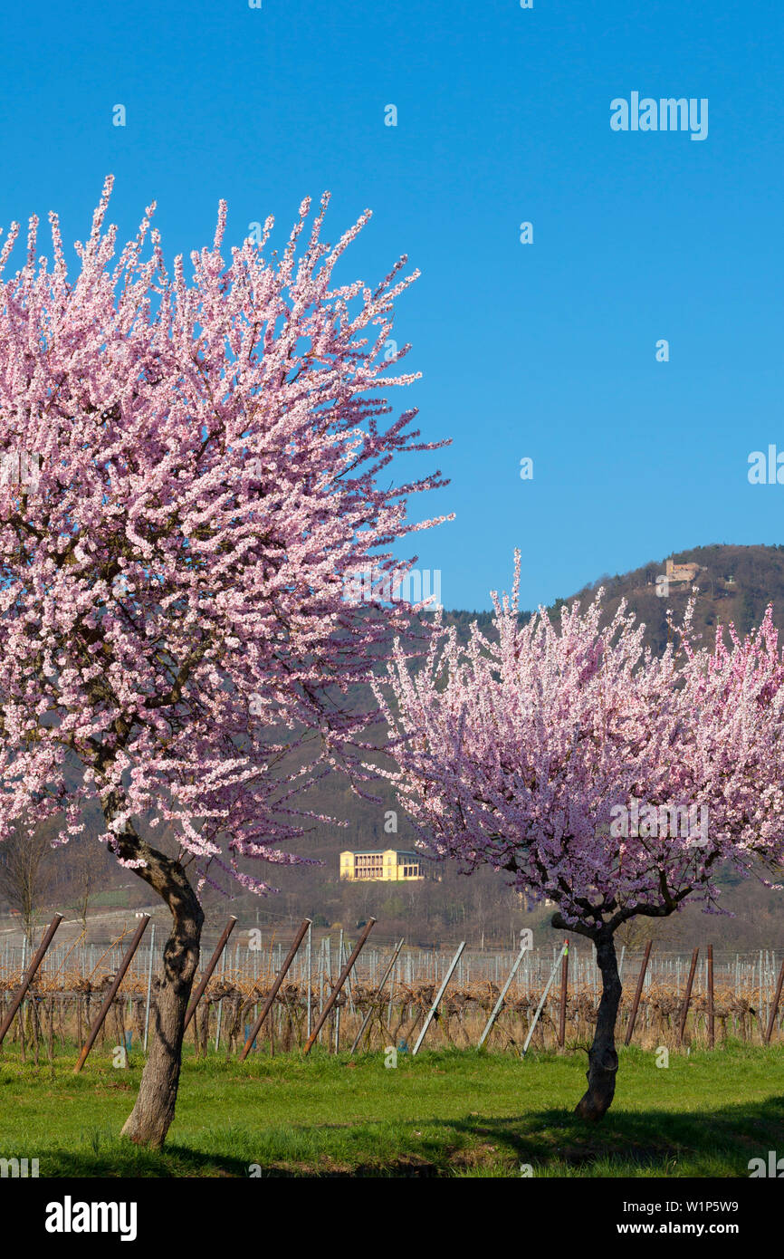 Fiore di mandorla a Villa Ludwigshoehe e Rietburg castello, Mandelbluetenweg, Deutsche Weinstrasse (tedesco la strada del vino), Pfalz, Renania-Palatinato, germe Foto Stock
