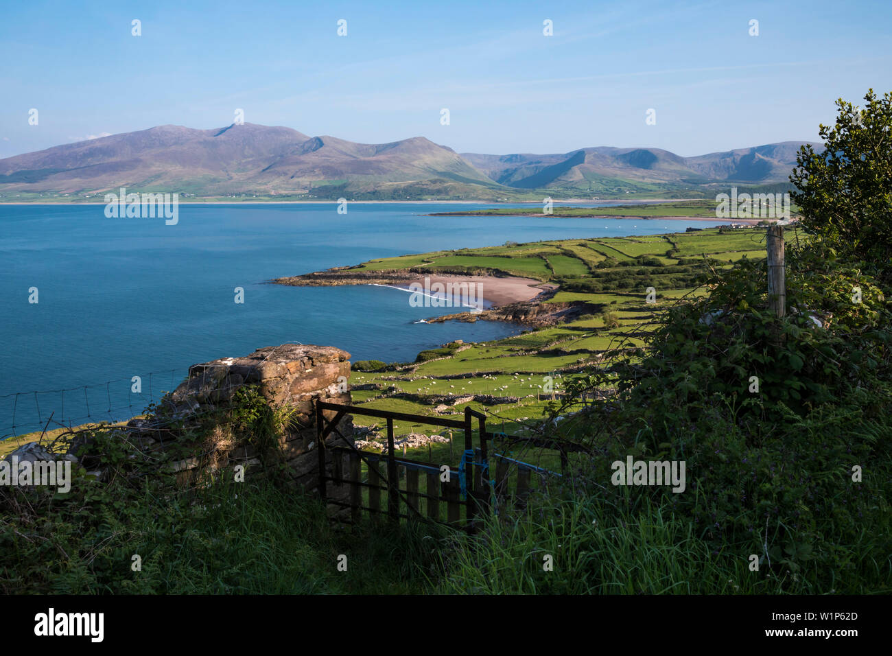 Baia di Fahamore con verdi campi e pascoli ovini e vedute della Penisola di Dingle visto da mentre si cammina per la strada di Dingle, Ballydavid Nord, Brandon, Foto Stock