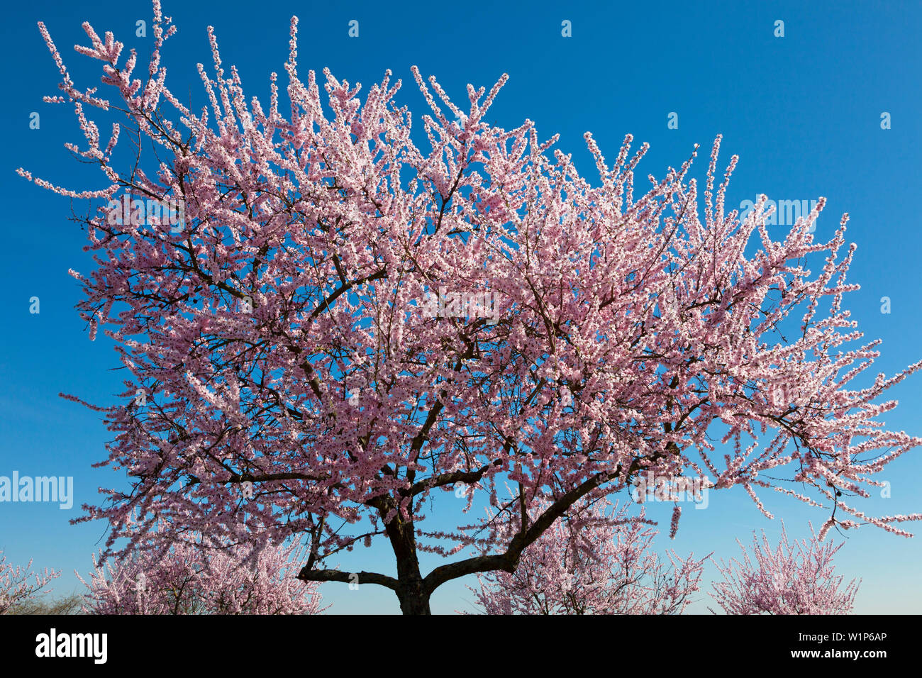 Fiore di mandorla, Mandelbluetenweg, Deutsche Weinstrasse (tedesco la strada del vino), Pfalz, Renania-Palatinato, Germania Foto Stock