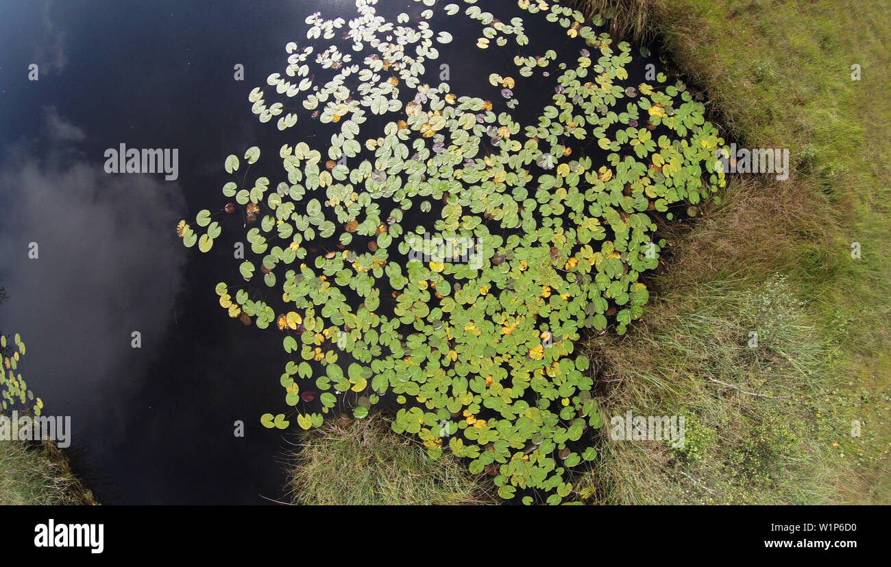 Waterlillies su stagno, Nymphaea alba, Alta Baviera, Germania Foto Stock