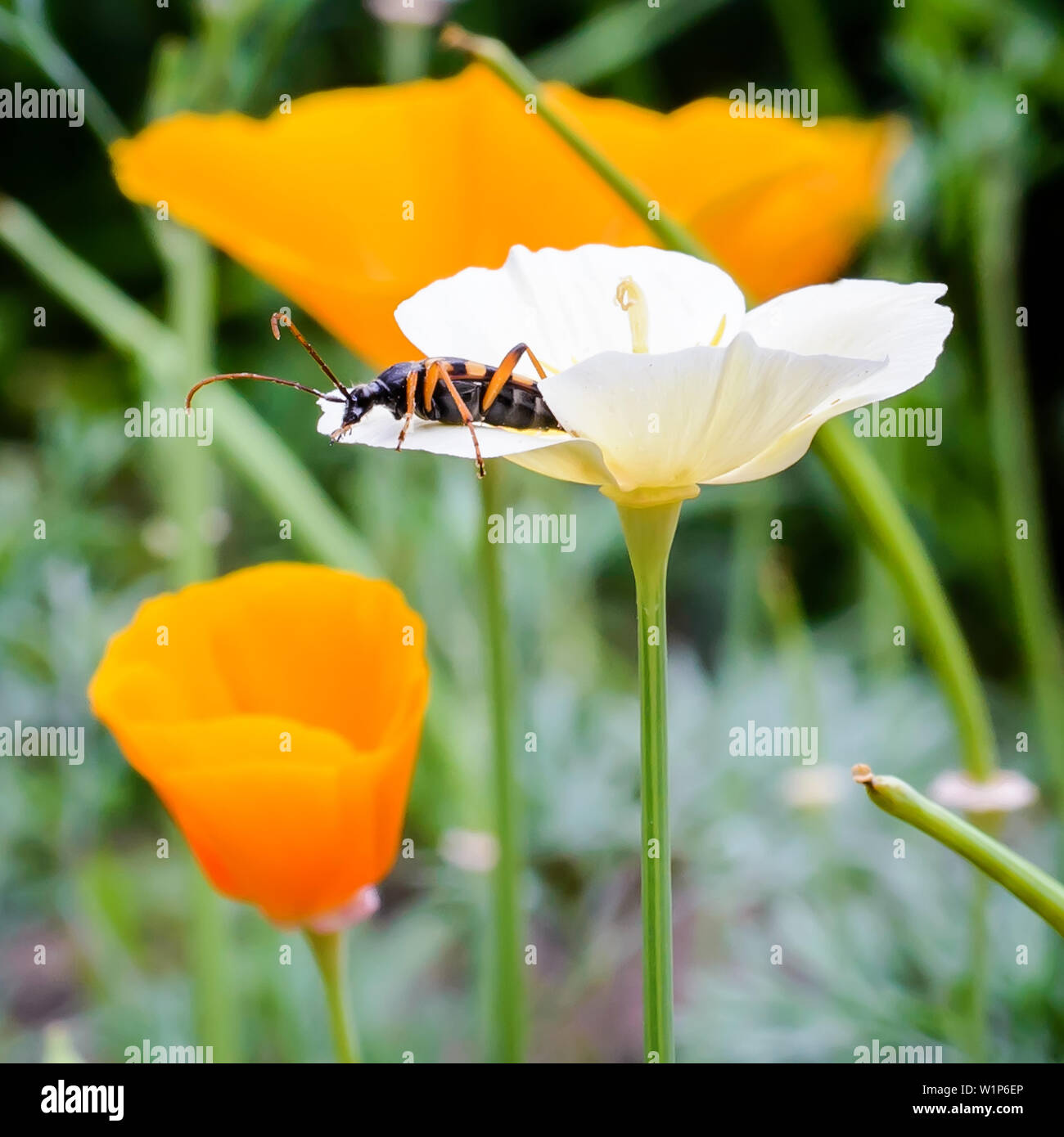 Immagine naturale: lo scarabeo si siede sul fiore bianco petalo eshsholtsiya Foto Stock