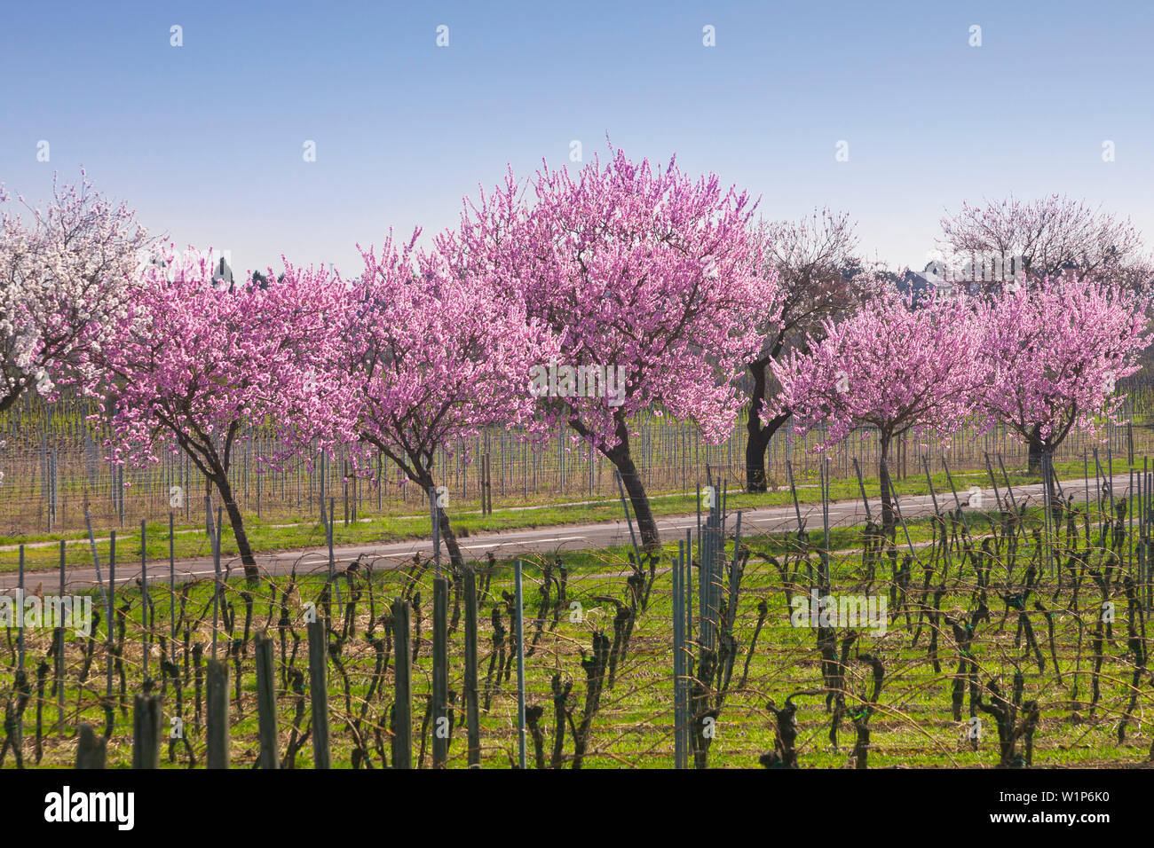 Fiore di mandorla, Mandelbluetenweg, Deutsche Weinstrasse (tedesco la strada del vino), Pfalz, Renania-Palatinato, Germania Foto Stock