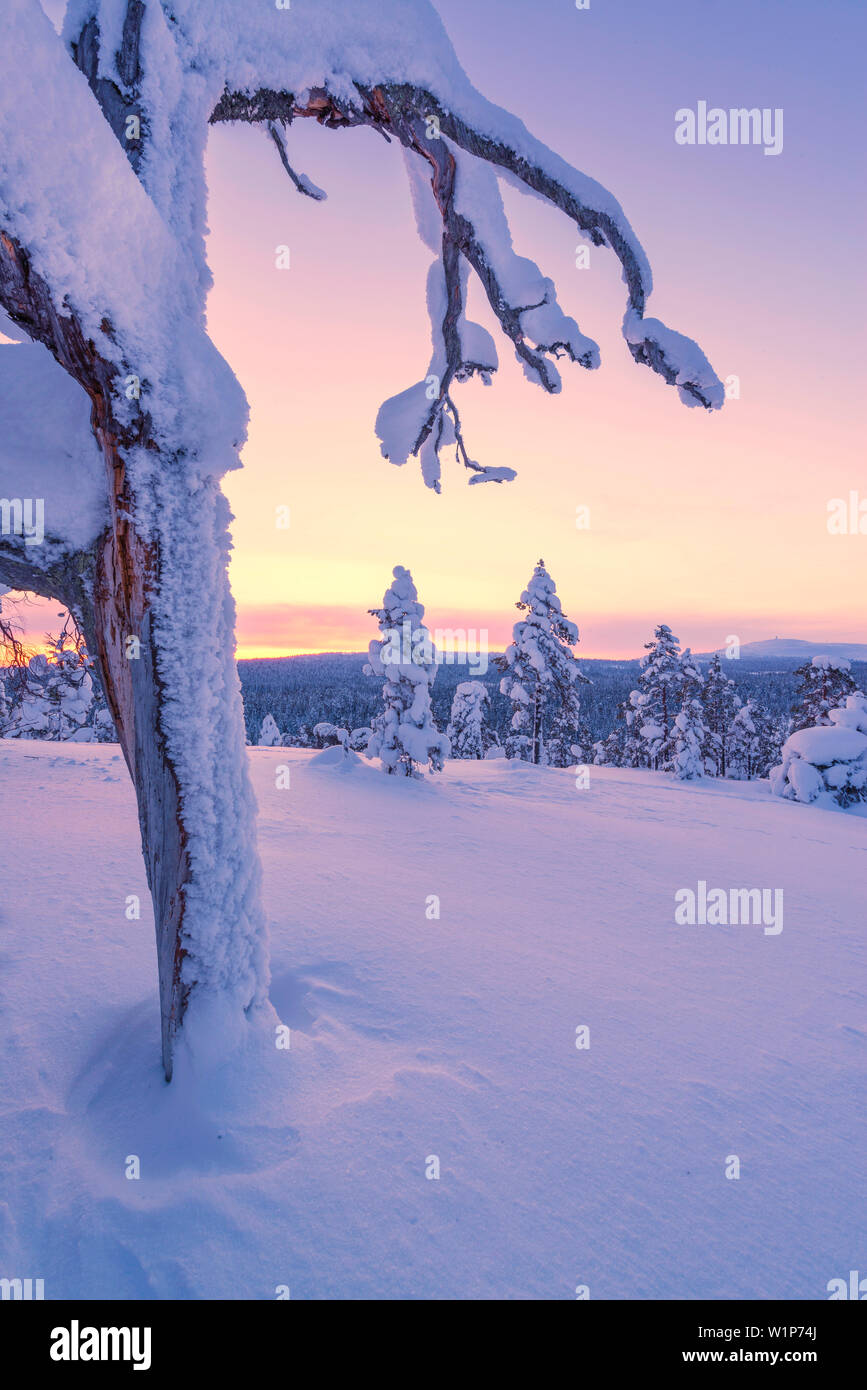 Immacolate snowscapes coperto di pastello-luce colorata sulle colline di Luosto, la Lapponia finlandese Foto Stock