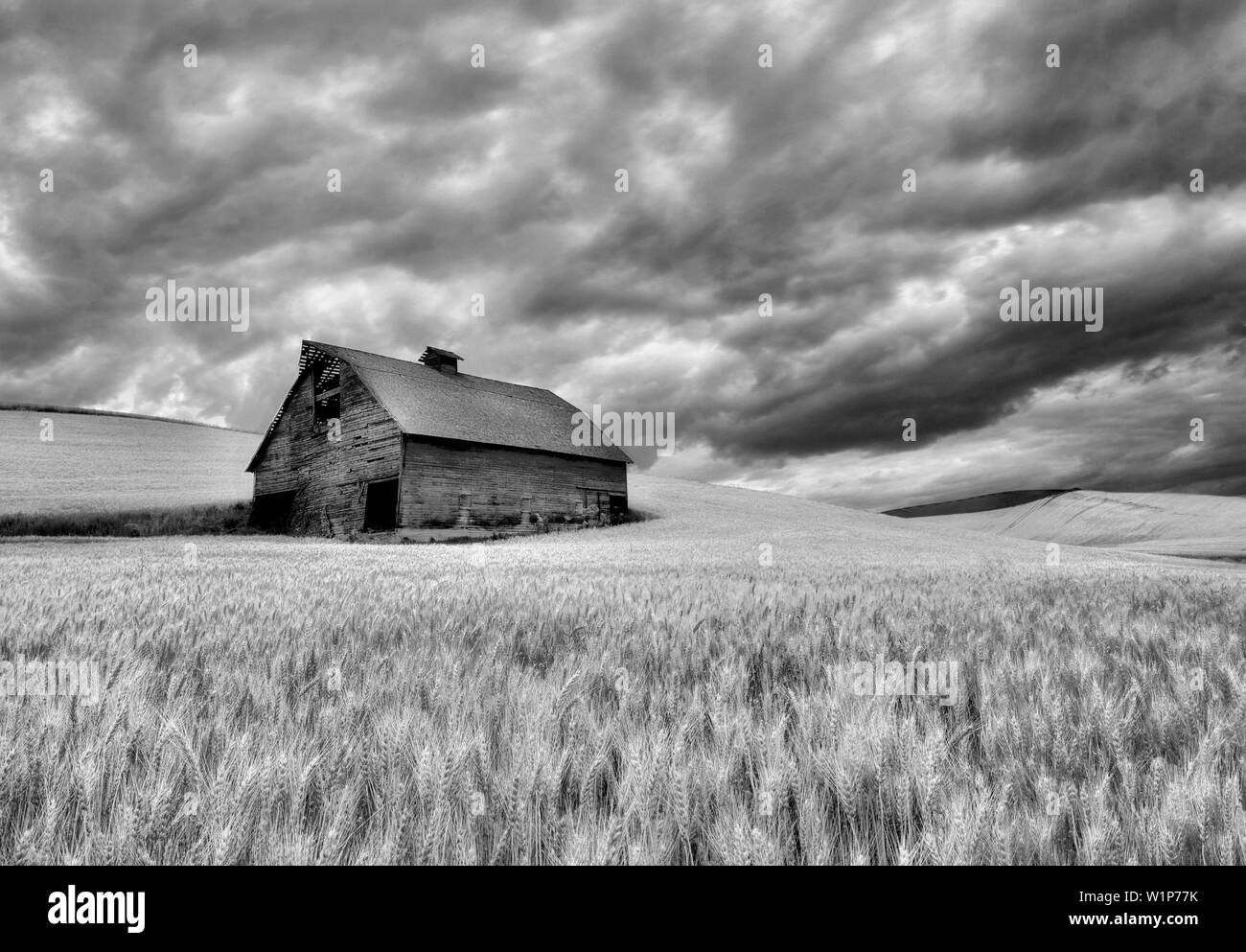 Fienile nel campo di grano con avvicinamento nuvole temporalesche. Il Palouse, Washington Foto Stock