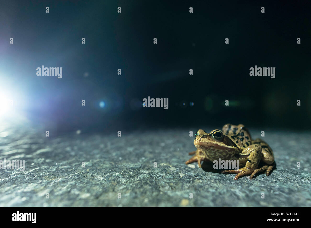 Harz, Sassonia-Anhalt, Natura, riserva naturale, rana, rana a piedi, su strada, il traffico e che il traffico stradale, passeggiata notturna, pini, foresta, anfibi, la protezione delle specie Foto Stock