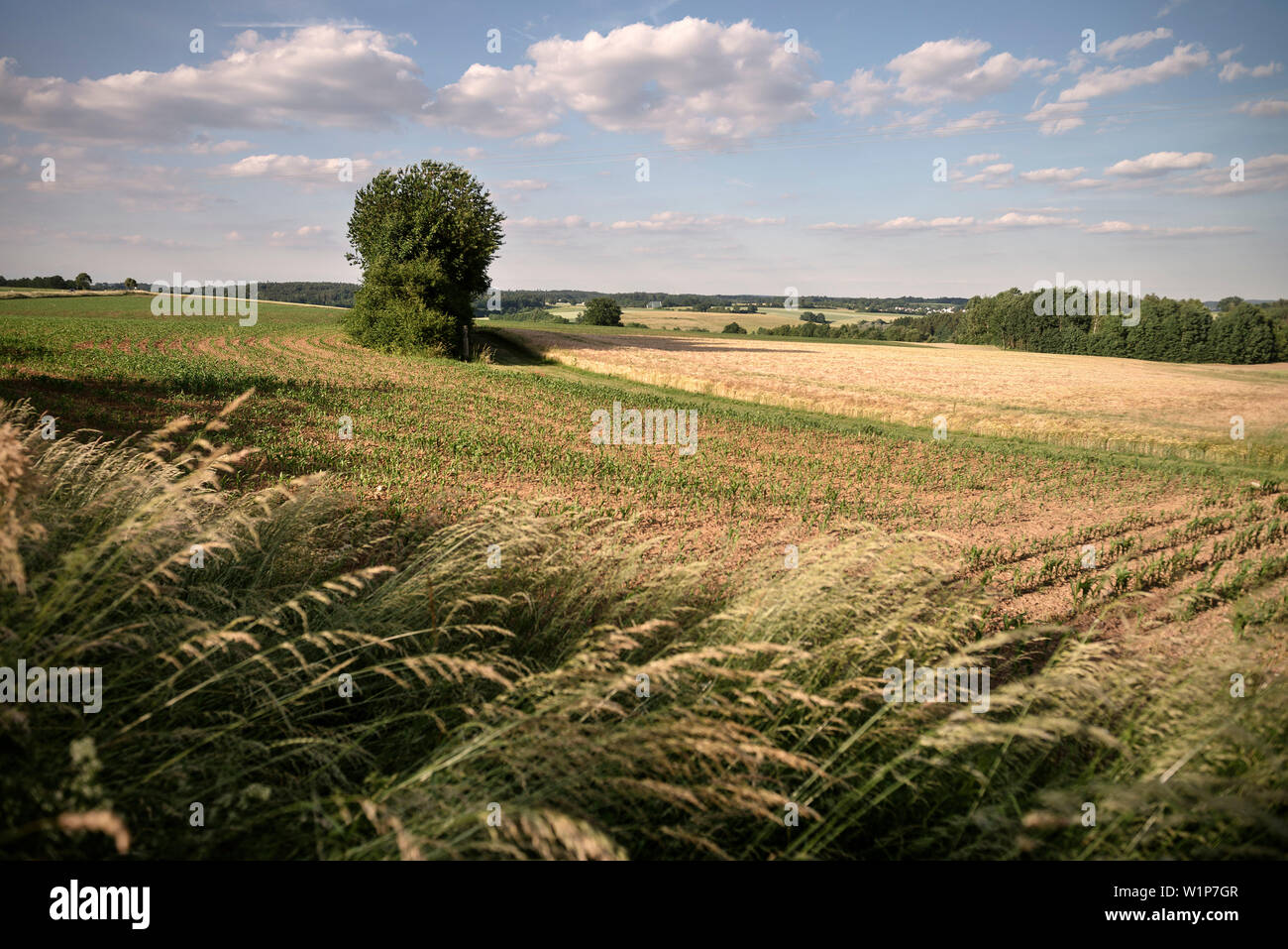 Patrimonio Mondiale UNESCO limes romano, di confine Limes progressione e Gate a Dalkingen, provincia di Ostalb, Baden-Wuerttemberg, Germania Foto Stock
