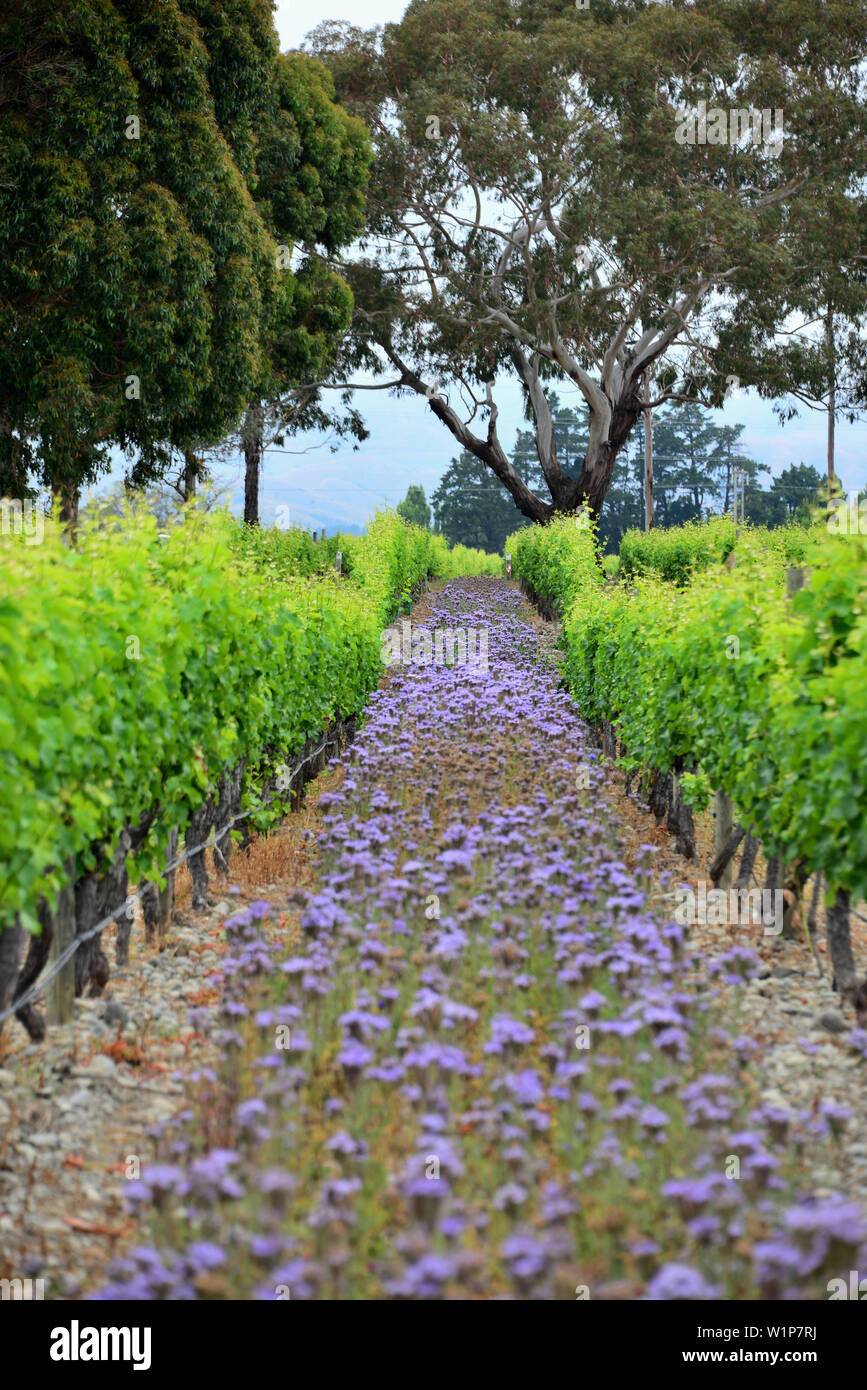 Nuvoloso Bay Cantina, Sauvignon Blanc vino in Wairau Valley, Isola del Sud, Nuova Zelanda Foto Stock