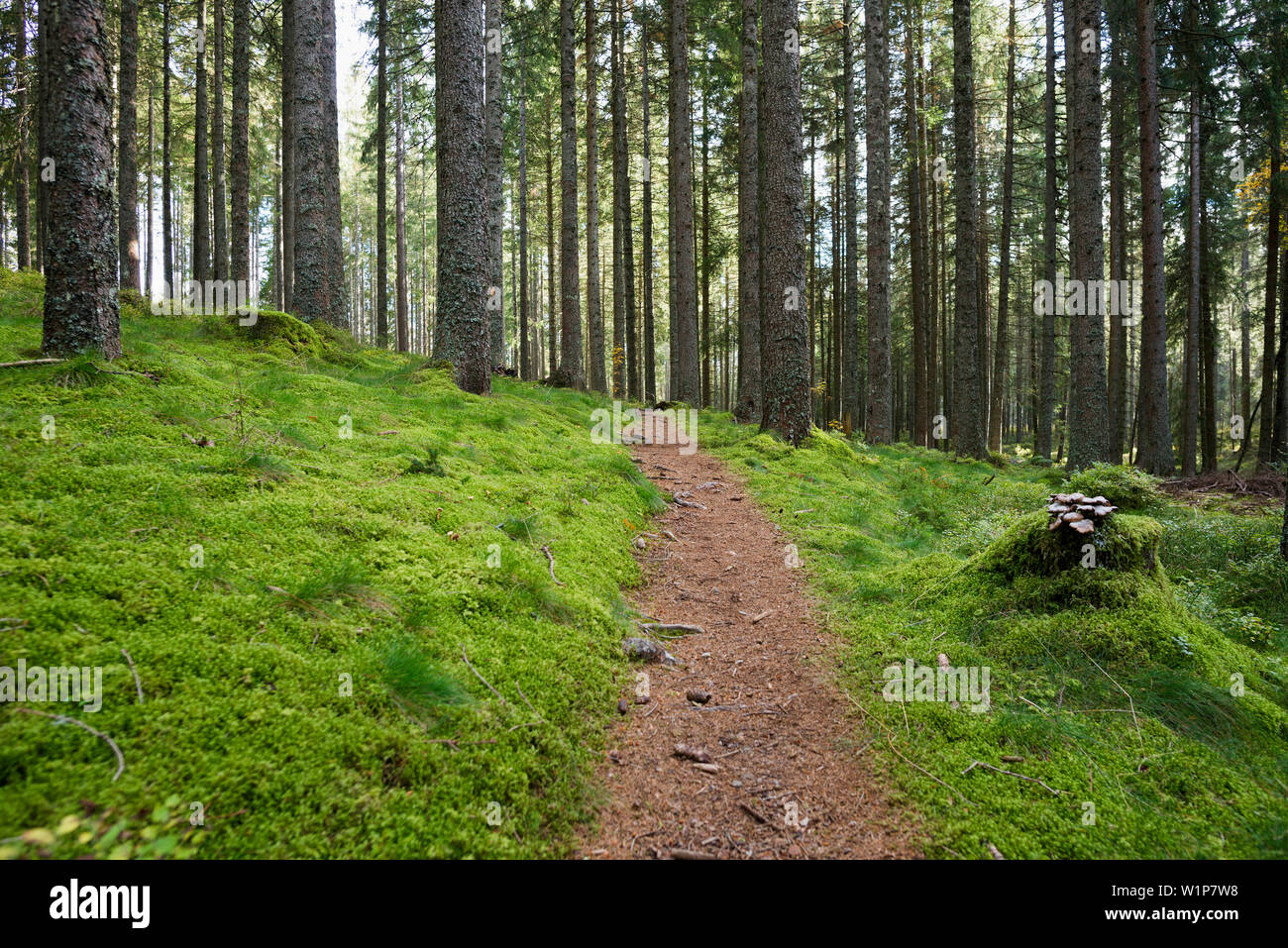 La foresta di conifere con MOSS e il percorso, vicino a Hinterzarten, Foresta Nera, Baden-Württemberg, Germania Foto Stock