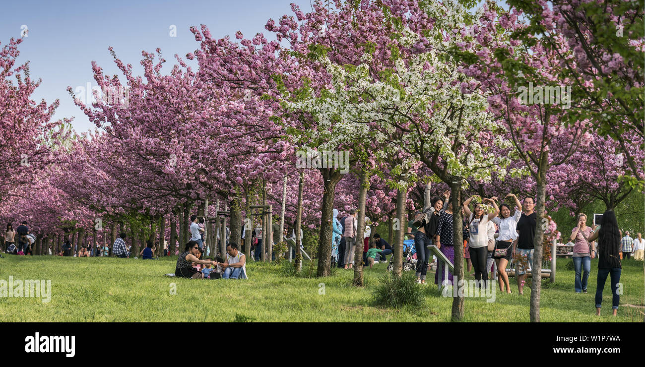 Fiore di Ciliegio, Teltow, Mauerweg, ex DDR confine , nei pressi di Berlino e Brandeburgo Foto Stock