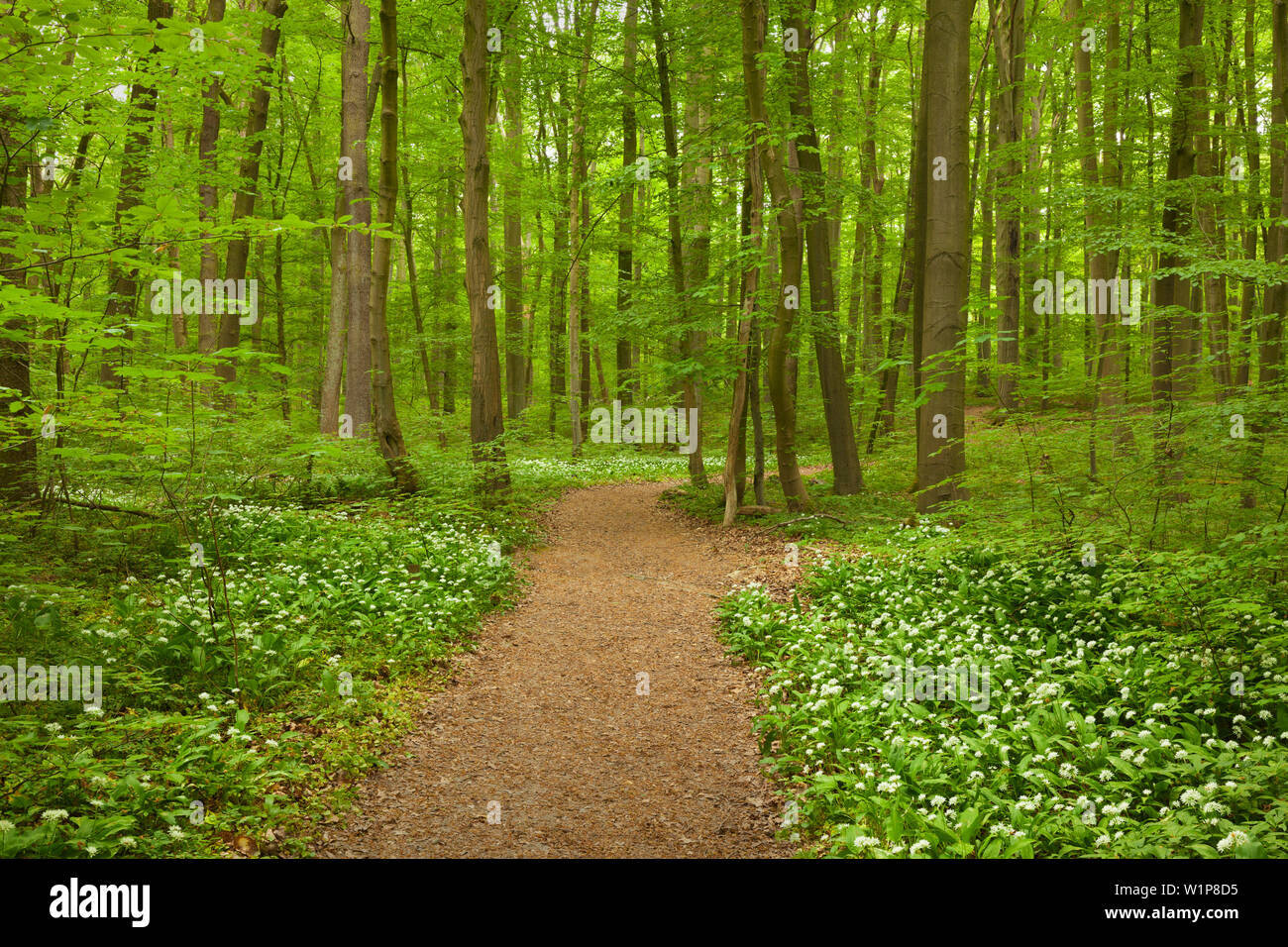 Sentiero escursionistico sentiero pur fiorente aglio selvatico, Parco Nazionale Hainich, Turingia, Germania Foto Stock