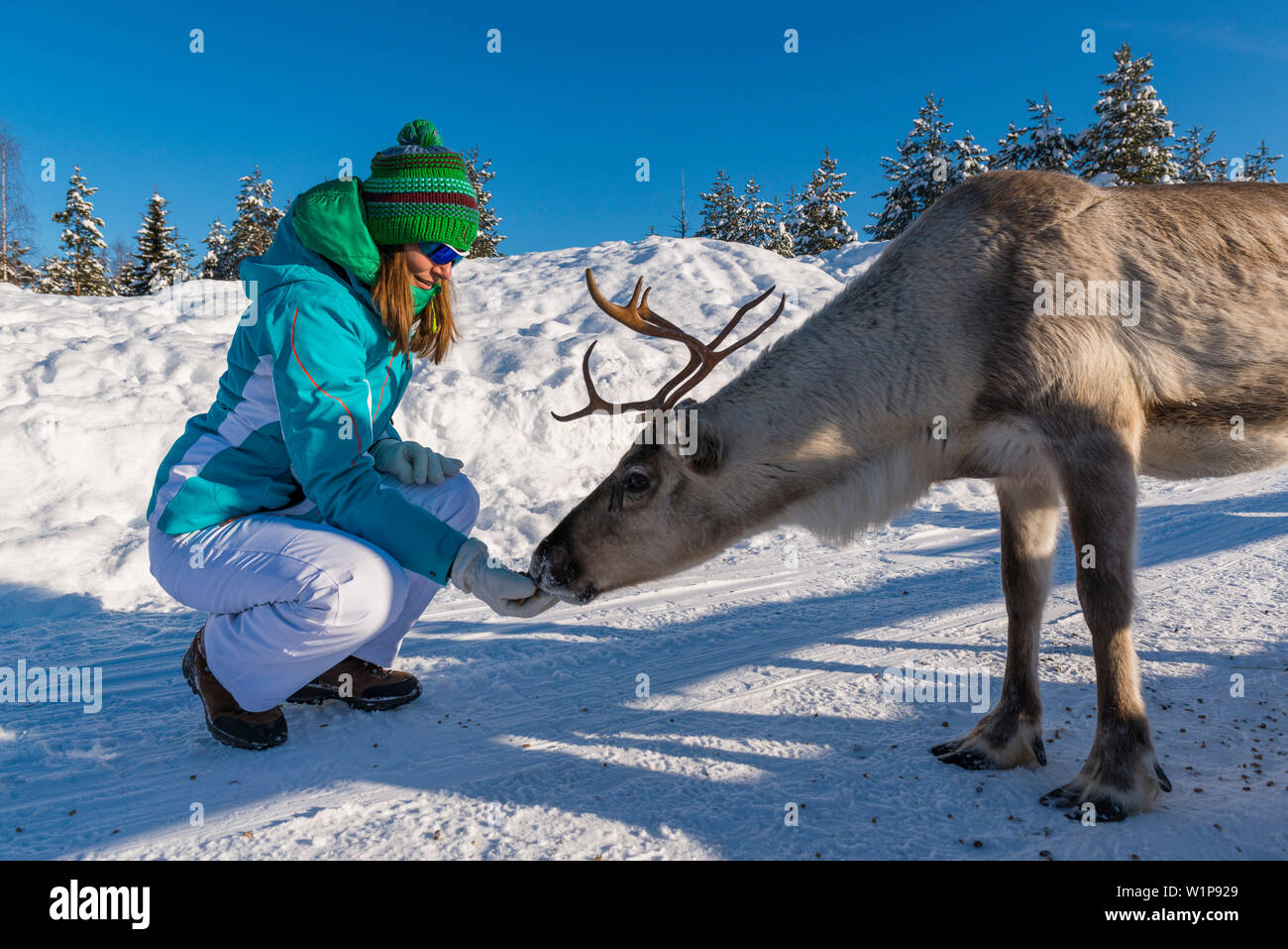 Alimentazione di renne in Pyhä, Pyhä-Luosto National Park, la Lapponia finlandese Foto Stock