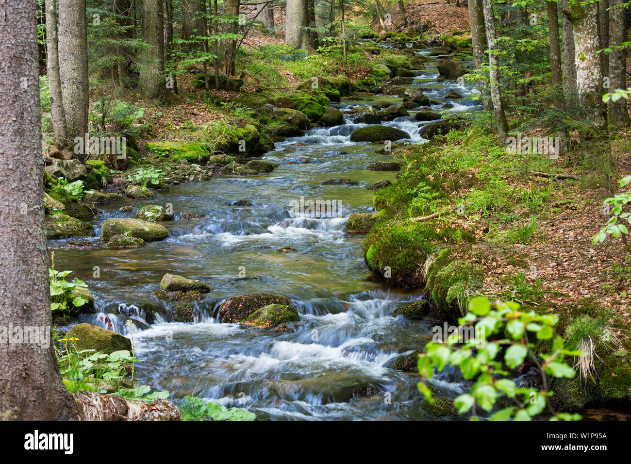 Creek Kleine Ohe in foresta, Parco Nazionale della Foresta Bavarese, Bassa Baviera, Germania, Europa Foto Stock