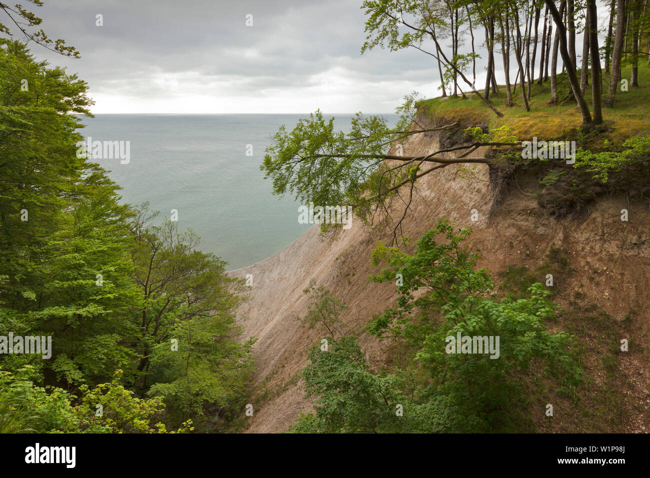 In legno di faggio al di sopra del chalk rocks, Jasmund National Park, Ruegen, Mar Baltico, Meclemburgo-Pomerania Occidentale, Germania Foto Stock