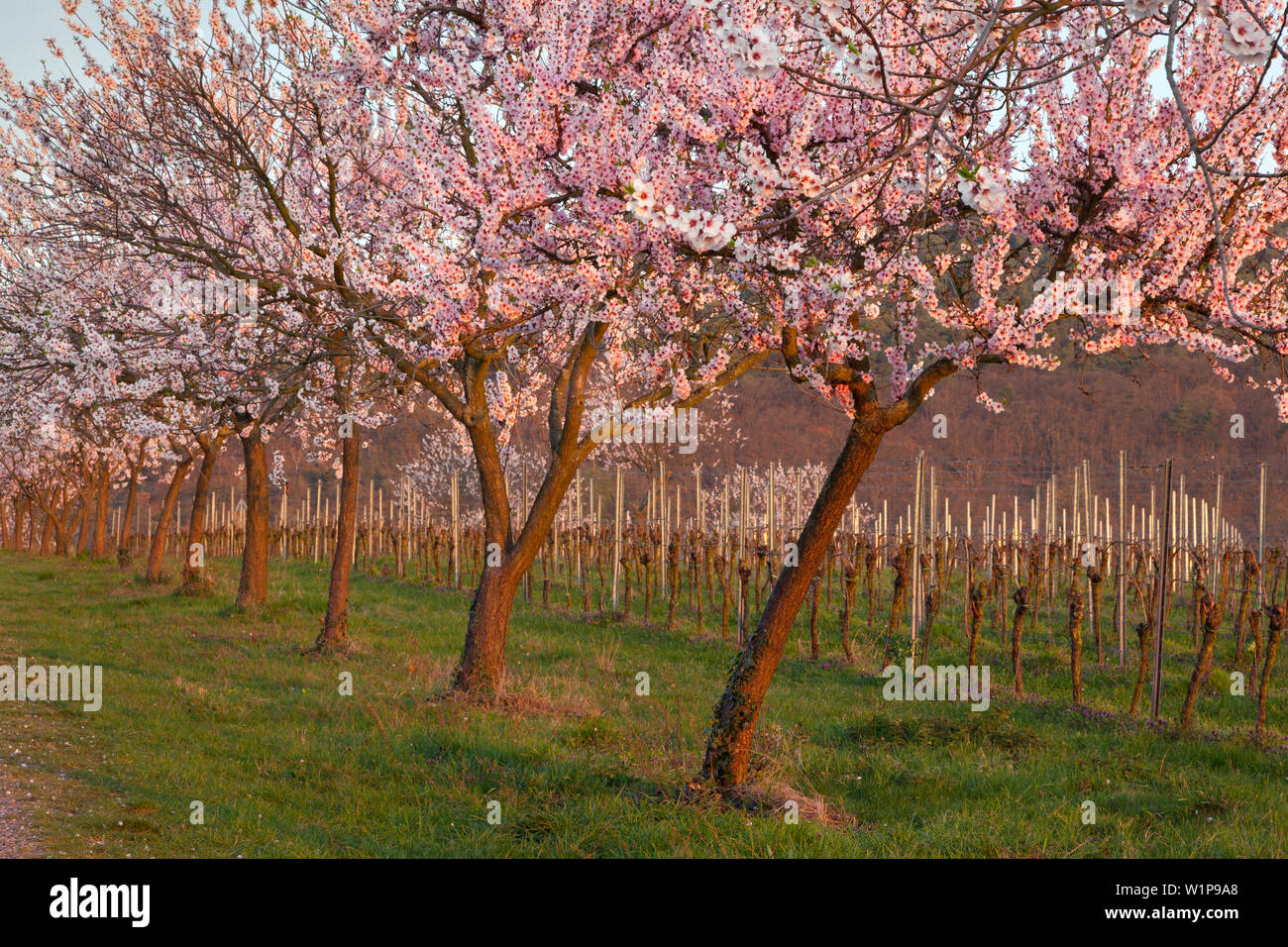 Fiore di mandorla, Mandelbluetenweg, Deutsche Weinstrasse (tedesco la strada del vino), Pfalz, Renania-Palatinato, Germania Foto Stock