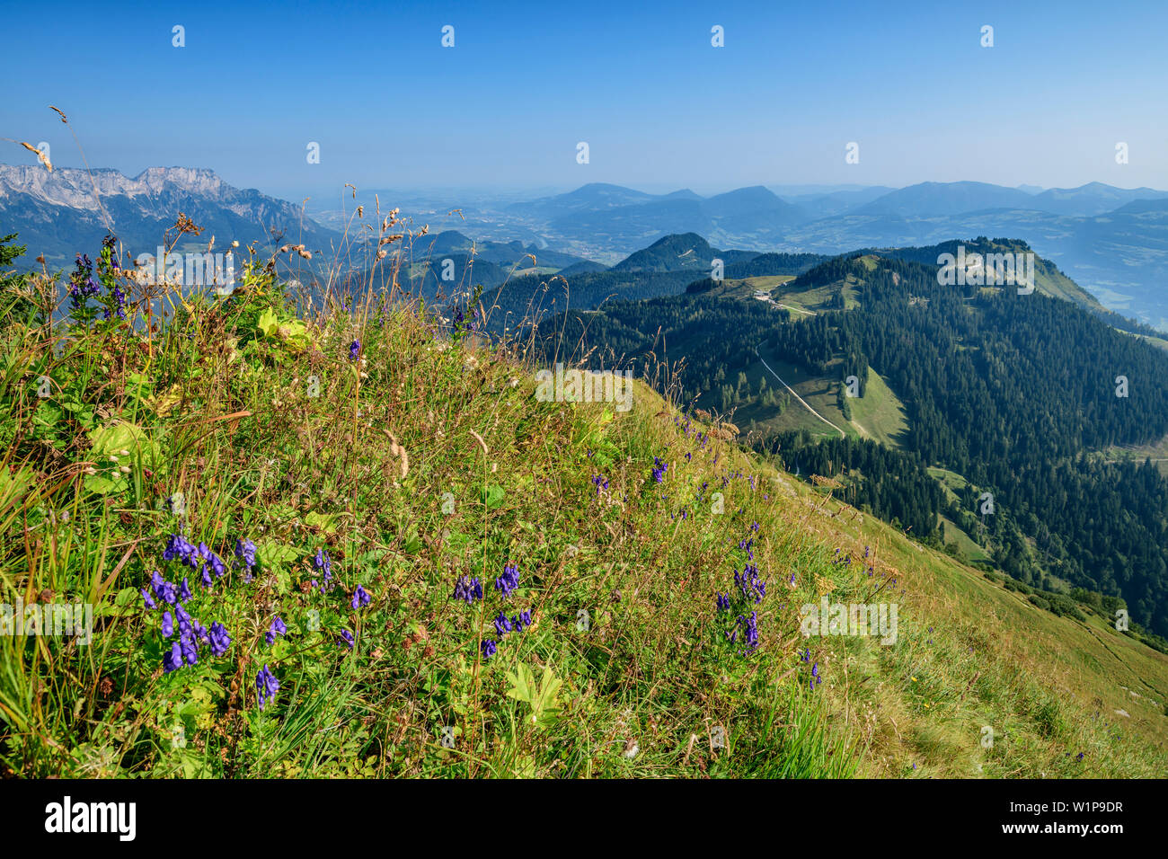 Prato di fiori con viste dell'Hoher Göll Untersberg e Ross Campo, Schuster pasta, Alta Goll, sulle Alpi di Berchtesgaden, Alta Baviera, Baviera, Foto Stock