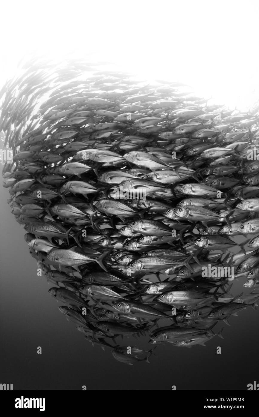 Carangidi obeso, Caranx sexfasciatus, Cabo Pulmo, Baja California Sur, Messico Foto Stock