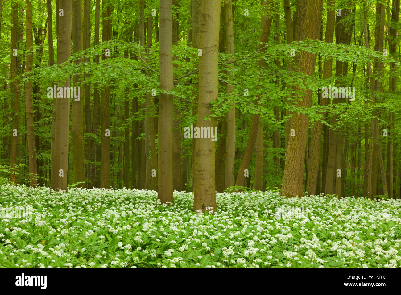 Fiorente aglio selvatico, faggeto, Parco Nazionale Hainich, Turingia, Germania Foto Stock
