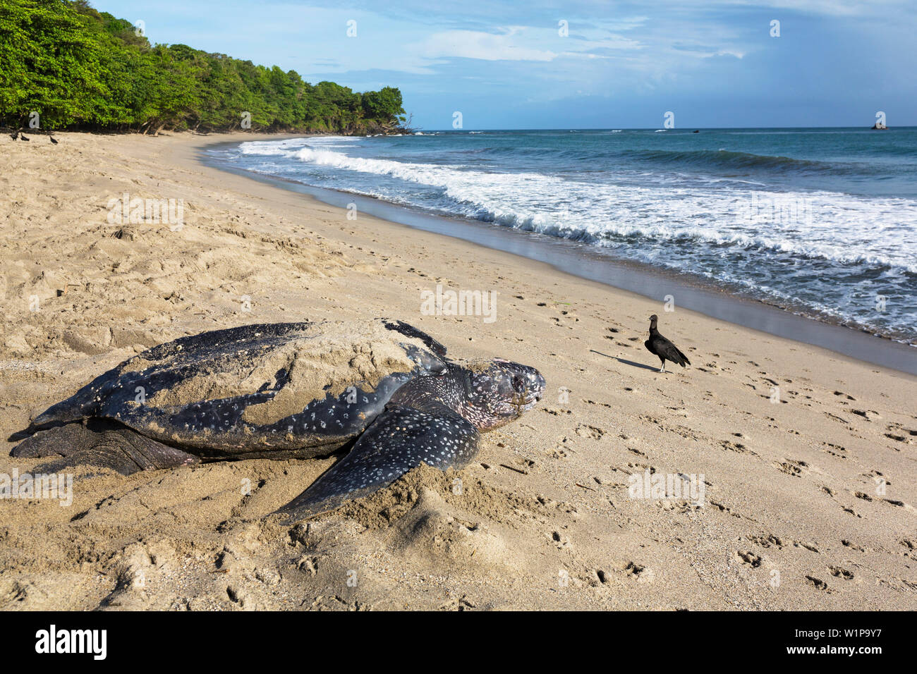 Leatherback-Turtle tornando al mare dopo il nesting, Dermochelys coriacea, Trinidad, West Indies, dei Caraibi Foto Stock