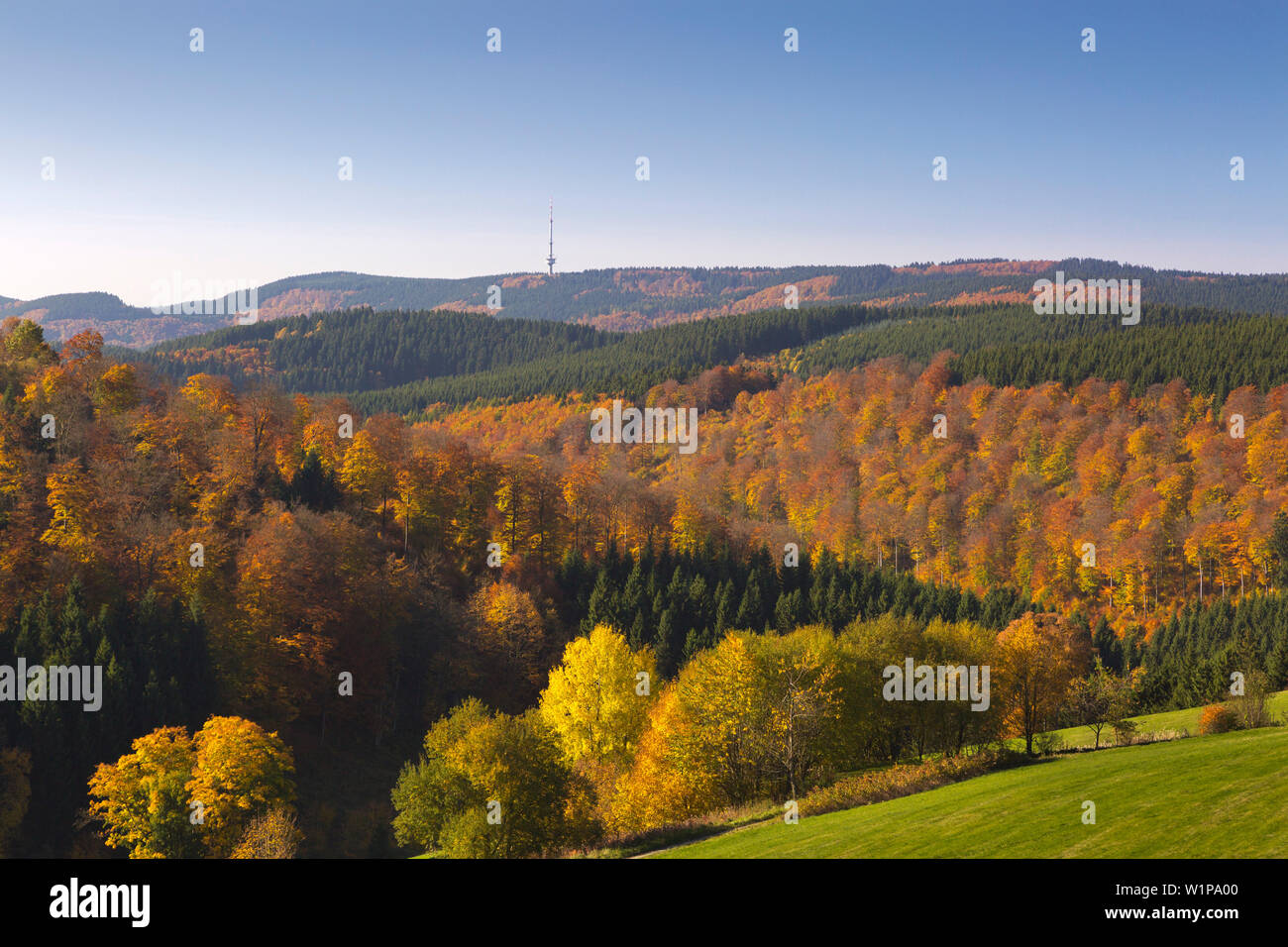 Bosco in autunno, vista da Altastenberg di telecomunicazione Boedefeld tower, Rothaarsteig Hiking trail, Rothaar mountains, Sauerland, Nord Rhine-We Foto Stock