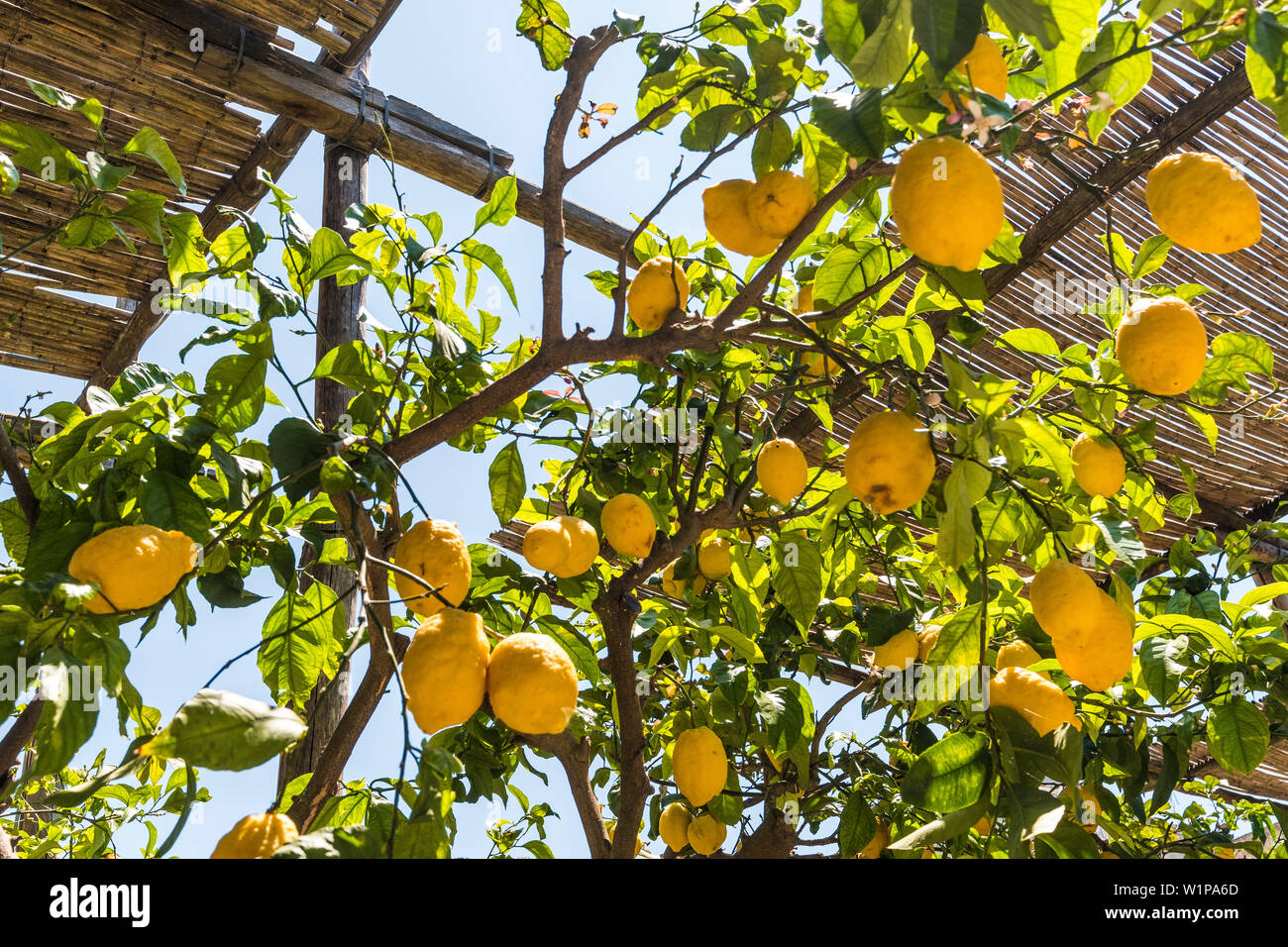 Lemon Tree a Anacapri, isola di Capri e il golfo di Napoli, Italia Foto Stock