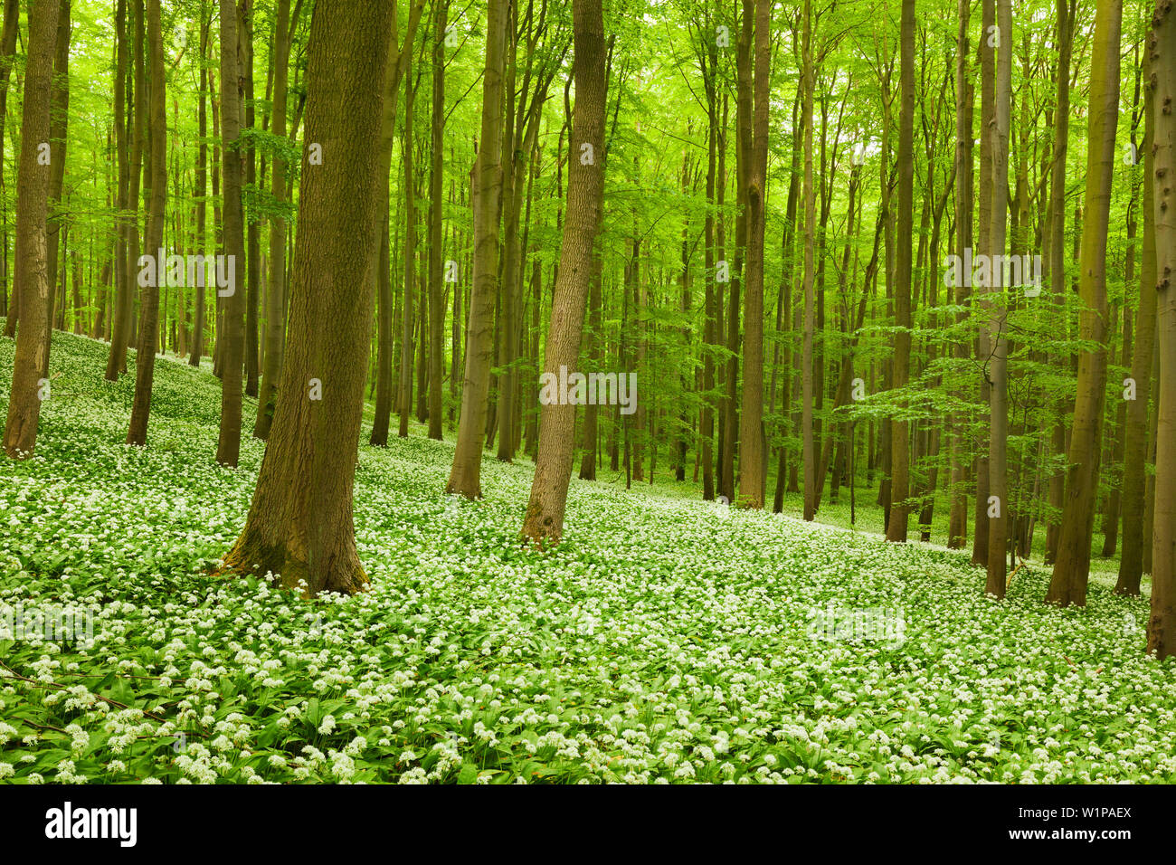 Fiorente aglio selvatico, faggeto, Parco Nazionale Hainich, Turingia, Germania Foto Stock