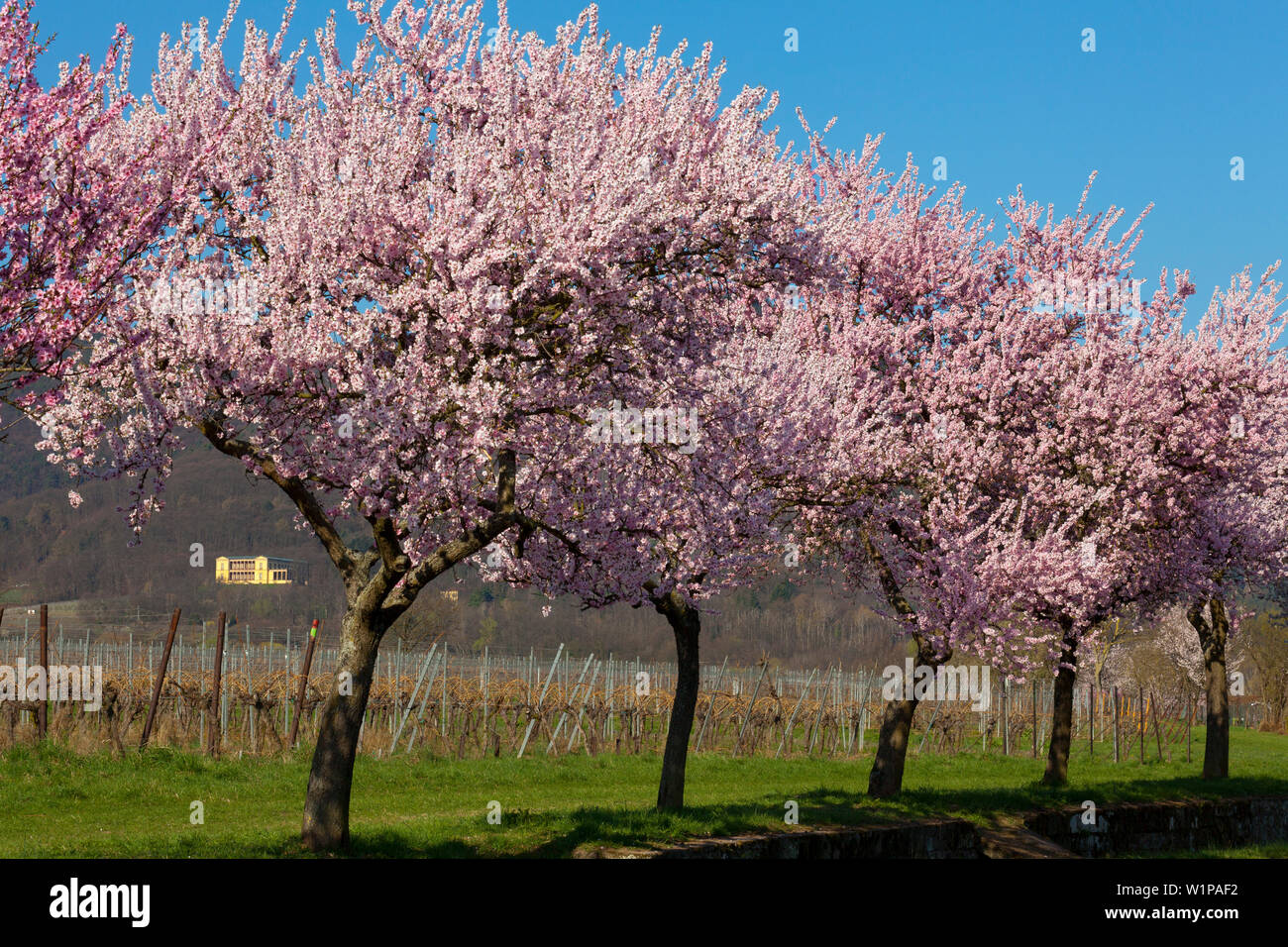 Fiore di mandorla a Villa Ludwigshoehe, Mandelbluetenweg, Deutsche Weinstrasse (tedesco la strada del vino), Pfalz, Renania-Palatinato, Germania Foto Stock