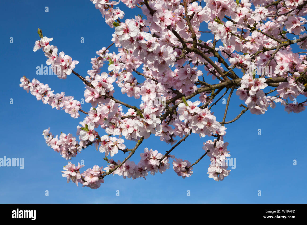 Fiore di mandorla, Mandelbluetenweg, Deutsche Weinstrasse (tedesco la strada del vino), Pfalz, Renania-Palatinato, Germania Foto Stock