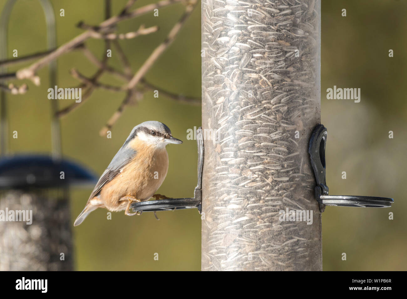 In Germania, in Baviera, Alpi Oberallgaeu, Oberstdorf, uccelli canori, picchio muratore su un bird feeder, birdseed, alimentazione di uccelli, alimentazione invernale Foto Stock