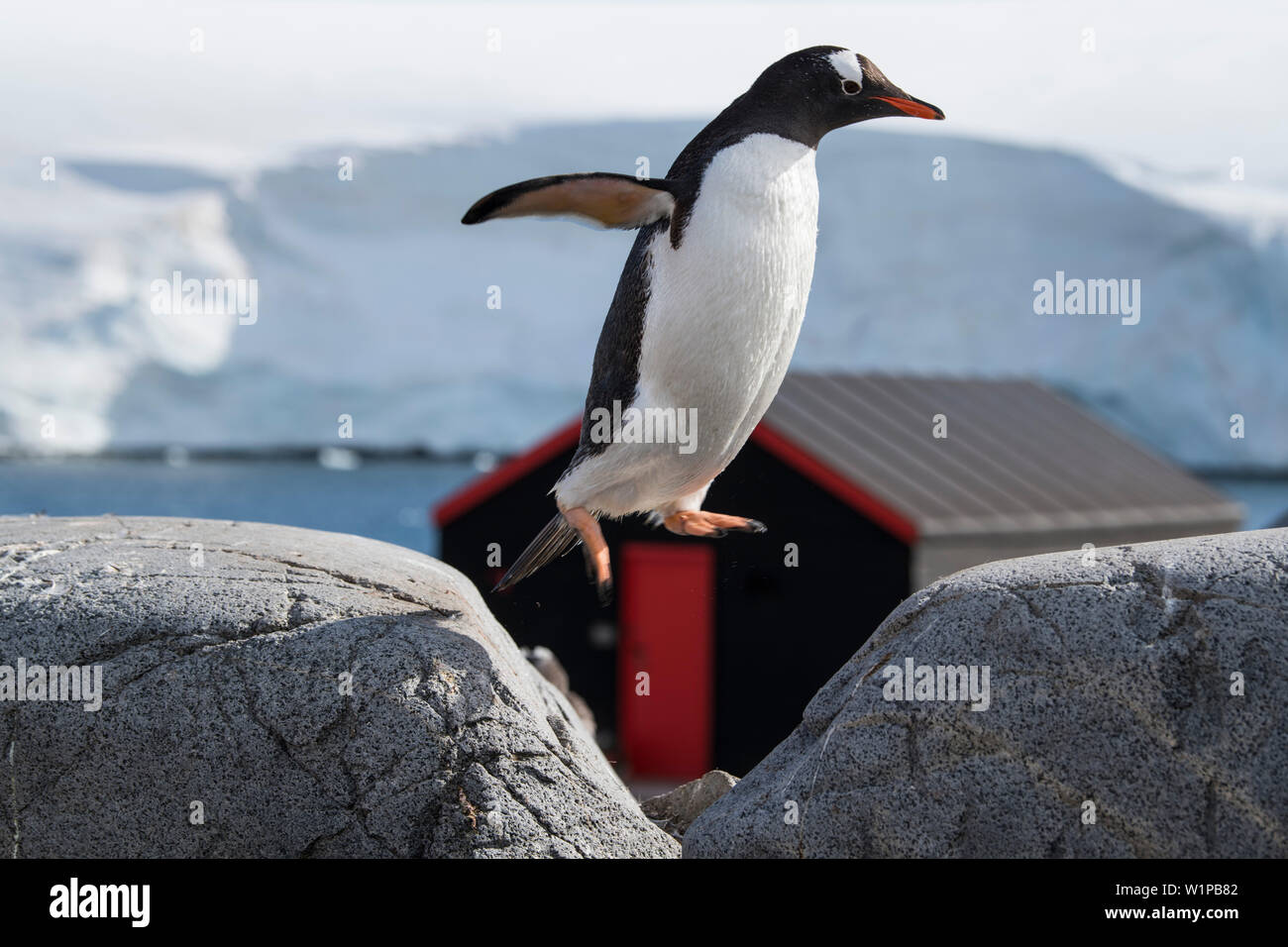 Un pinguino papua (Pygoscelis papua) è visto a metà salto tra due rocce con un rosso-nero-storage shed in background, Port Lockroy Wiencke, ho Foto Stock