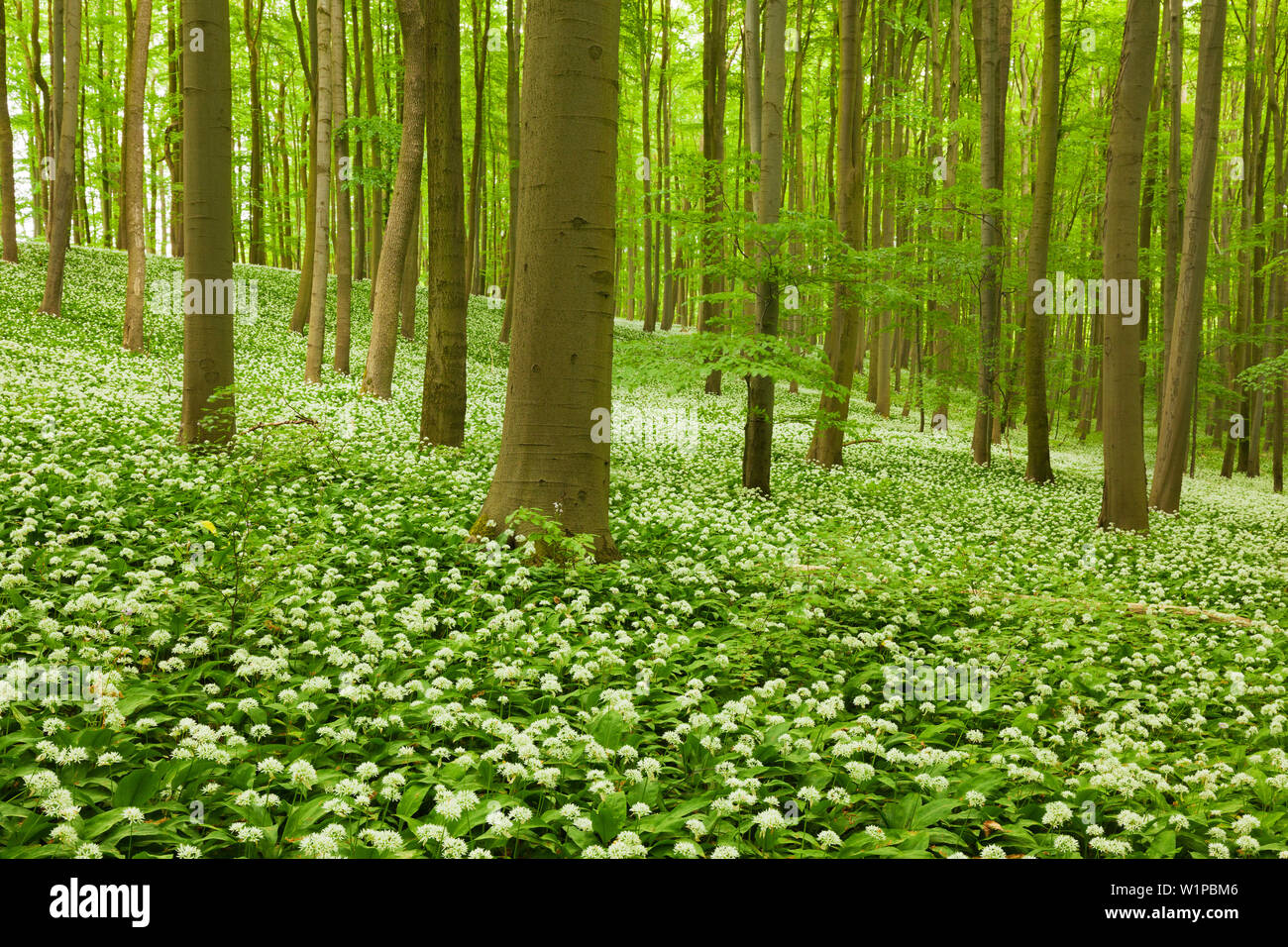 Fiorente aglio selvatico, faggeto, Parco Nazionale Hainich, Turingia, Germania Foto Stock