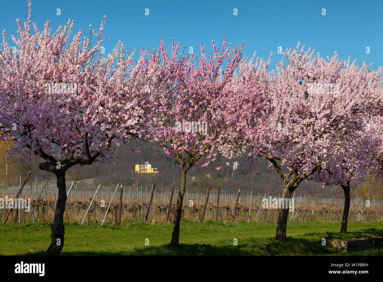 Fiore di mandorla a Villa Ludwigshoehe, Mandelbluetenweg, Deutsche Weinstrasse (tedesco la strada del vino), Pfalz, Renania-Palatinato, Germania Foto Stock