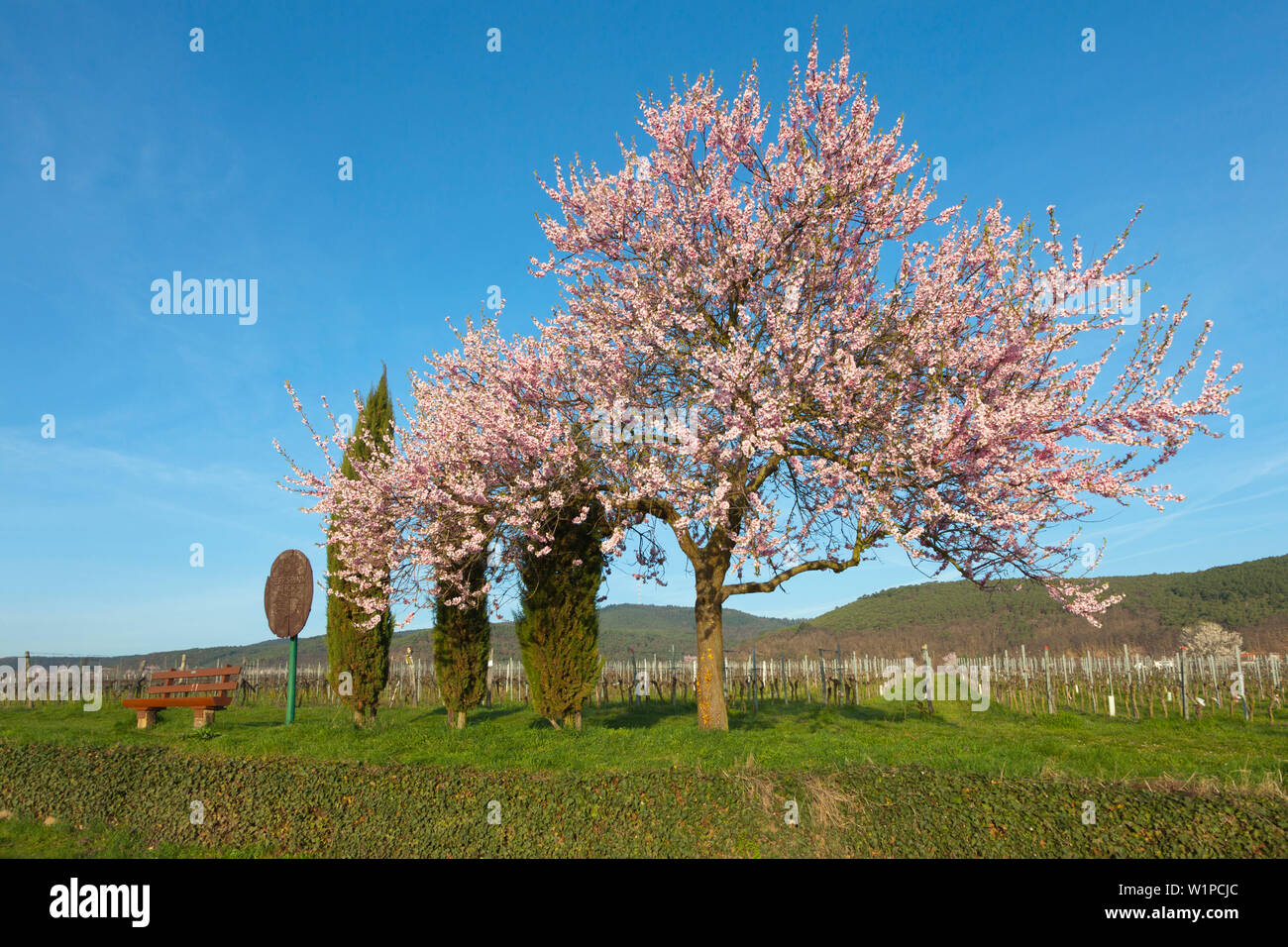 Fiore di mandorla, Mandelbluetenweg, Deutsche Weinstrasse (tedesco la strada del vino), Pfalz, Renania-Palatinato, Germania Foto Stock