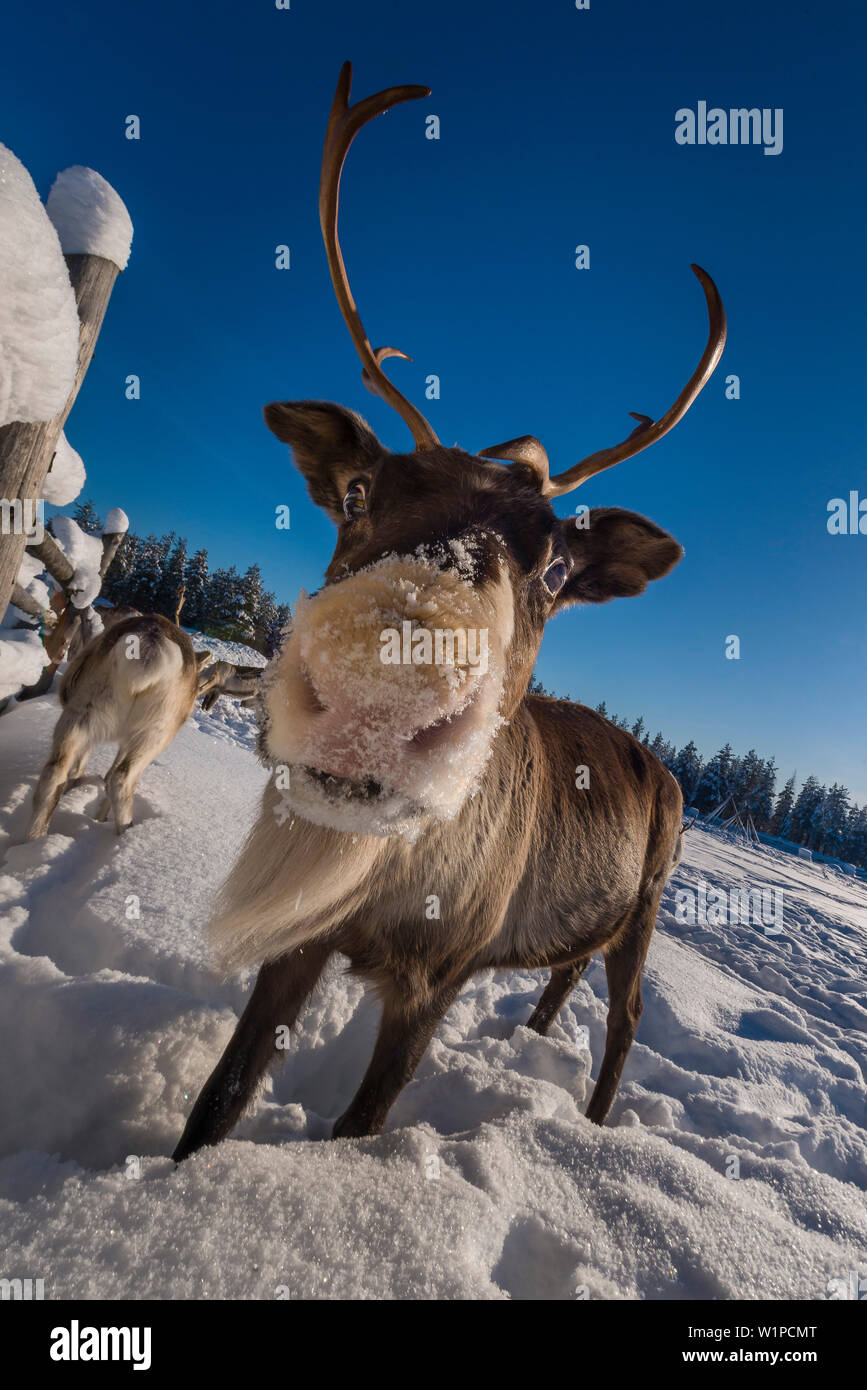 La renna in Pyhä, Pyhä-Luosto National Park, la Lapponia finlandese Foto Stock