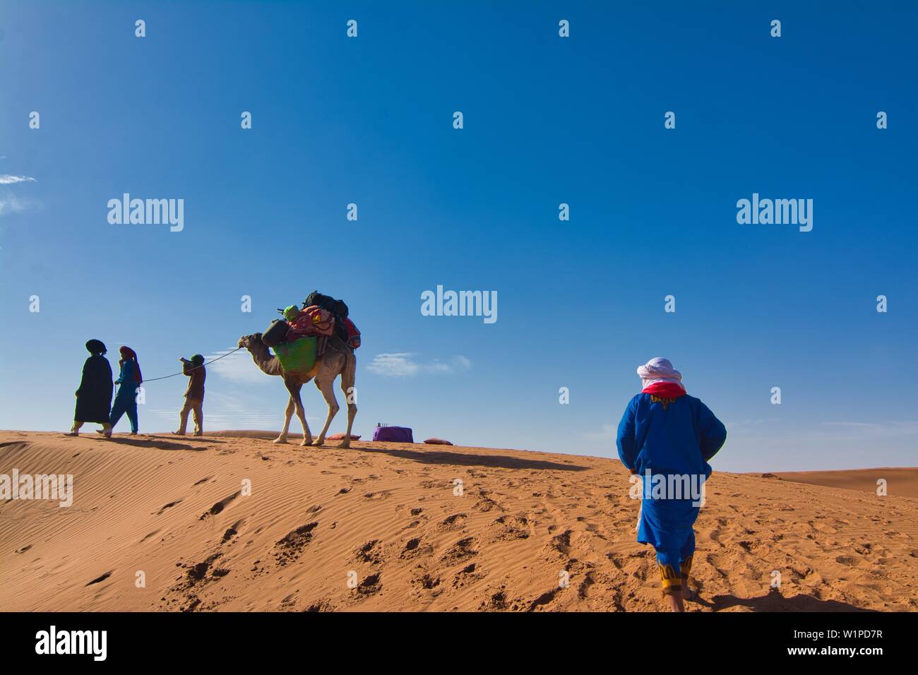 A piedi nel deserto con un cammello e guide berbero, Erg Chegaga, Sahara, Marocco Foto Stock