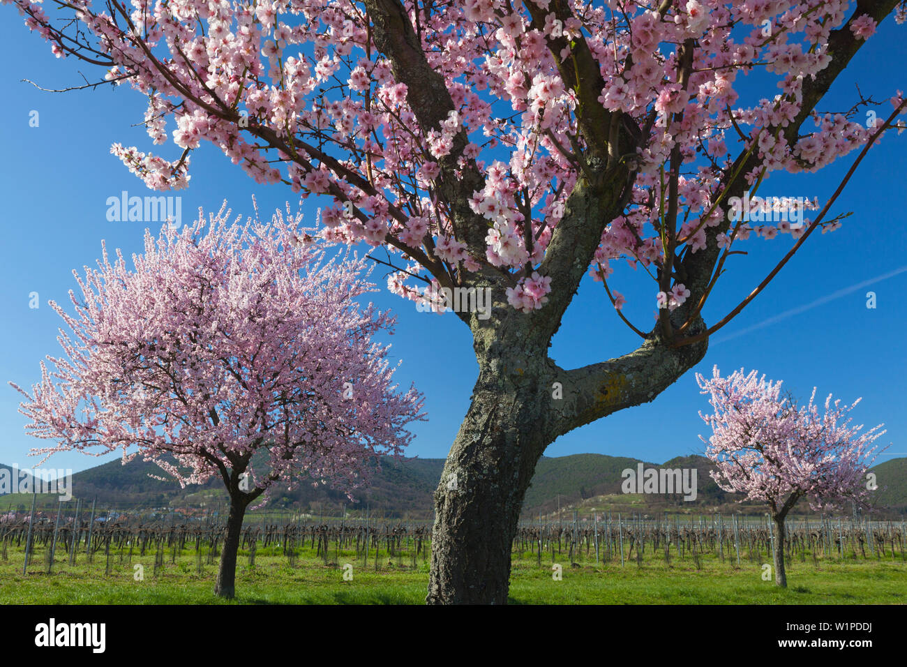 Fiore di mandorla, Mandelbluetenweg, Deutsche Weinstrasse (tedesco la strada del vino), Pfalz, Renania-Palatinato, Germania Foto Stock