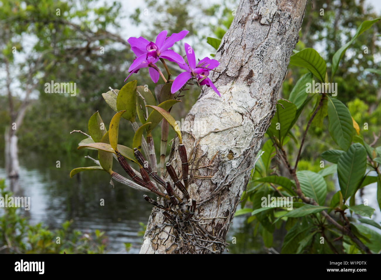 Un Cattleya orchid (Cattleya labiata) cresce alta sullo stelo di un albero in una zona allagata lungo il Rio delle Amazzoni, Jutai, Amazonas, Brasile, Sud America Foto Stock