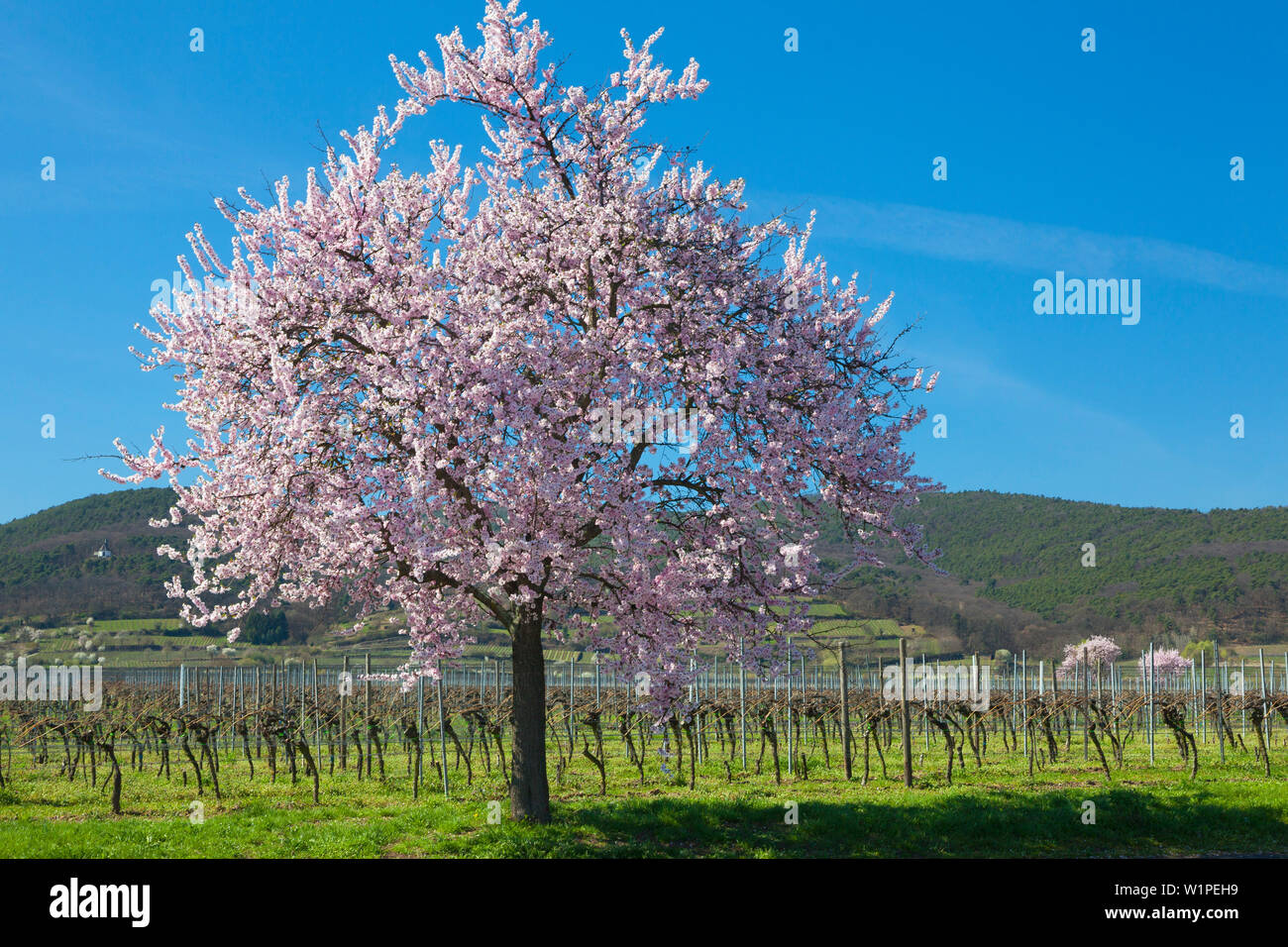Fiore di mandorla, Mandelbluetenweg, Deutsche Weinstrasse (tedesco la strada del vino), Pfalz, Renania-Palatinato, Germania Foto Stock