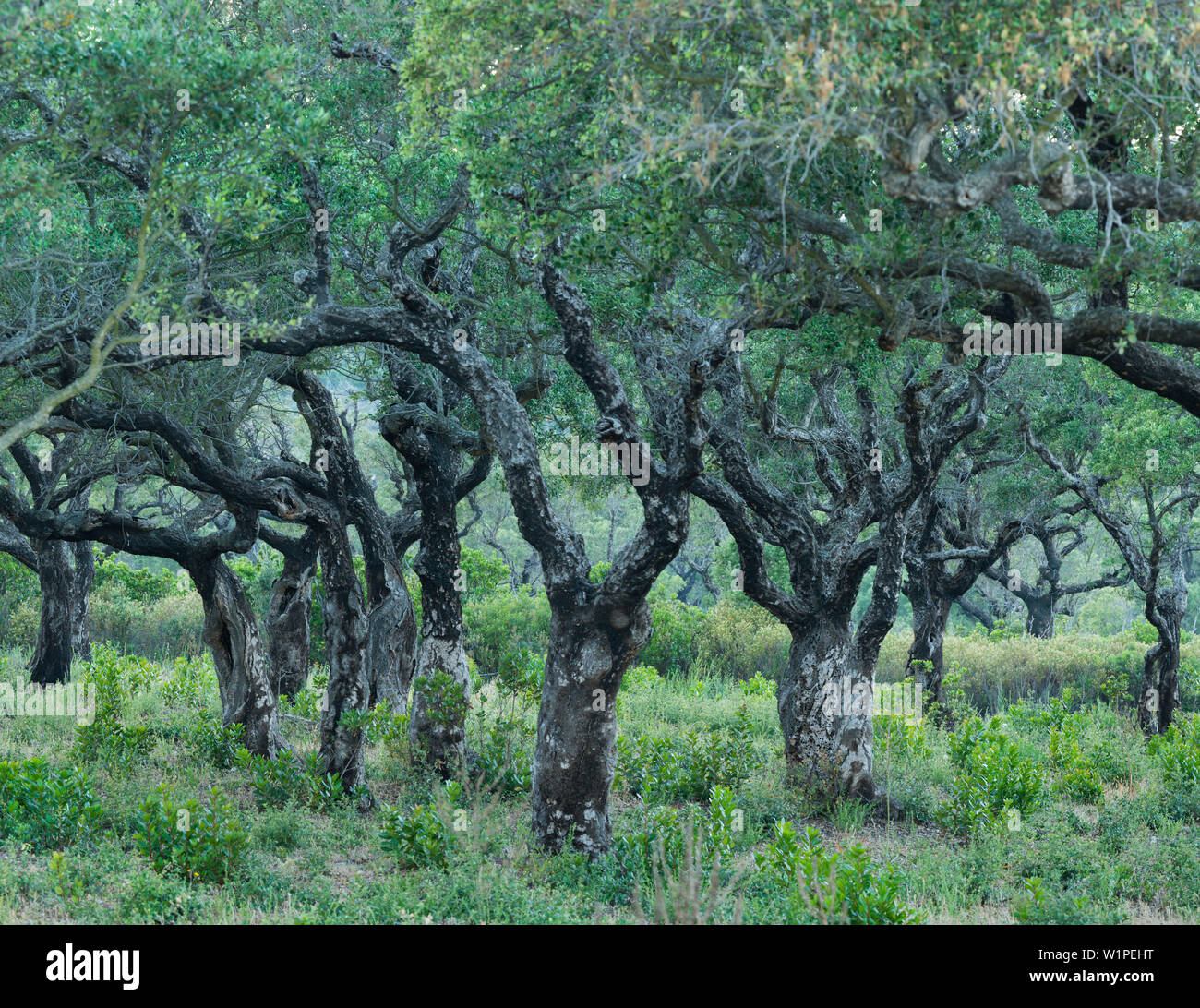 Vecchie querce da sughero, Corsica, Francia Foto Stock