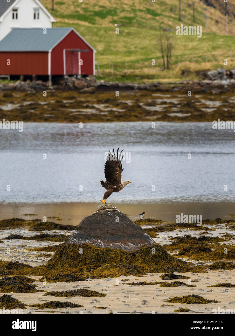 Sea Eagle decollare da una roccia Flakstadoya, Isole Lofoten in Norvegia Foto Stock