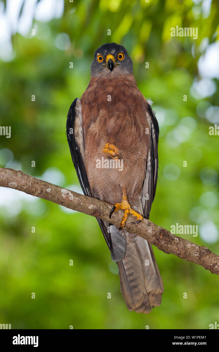 Natale astore, Accipiter fasciatus natalis, Isola Christmas, Australia Foto Stock