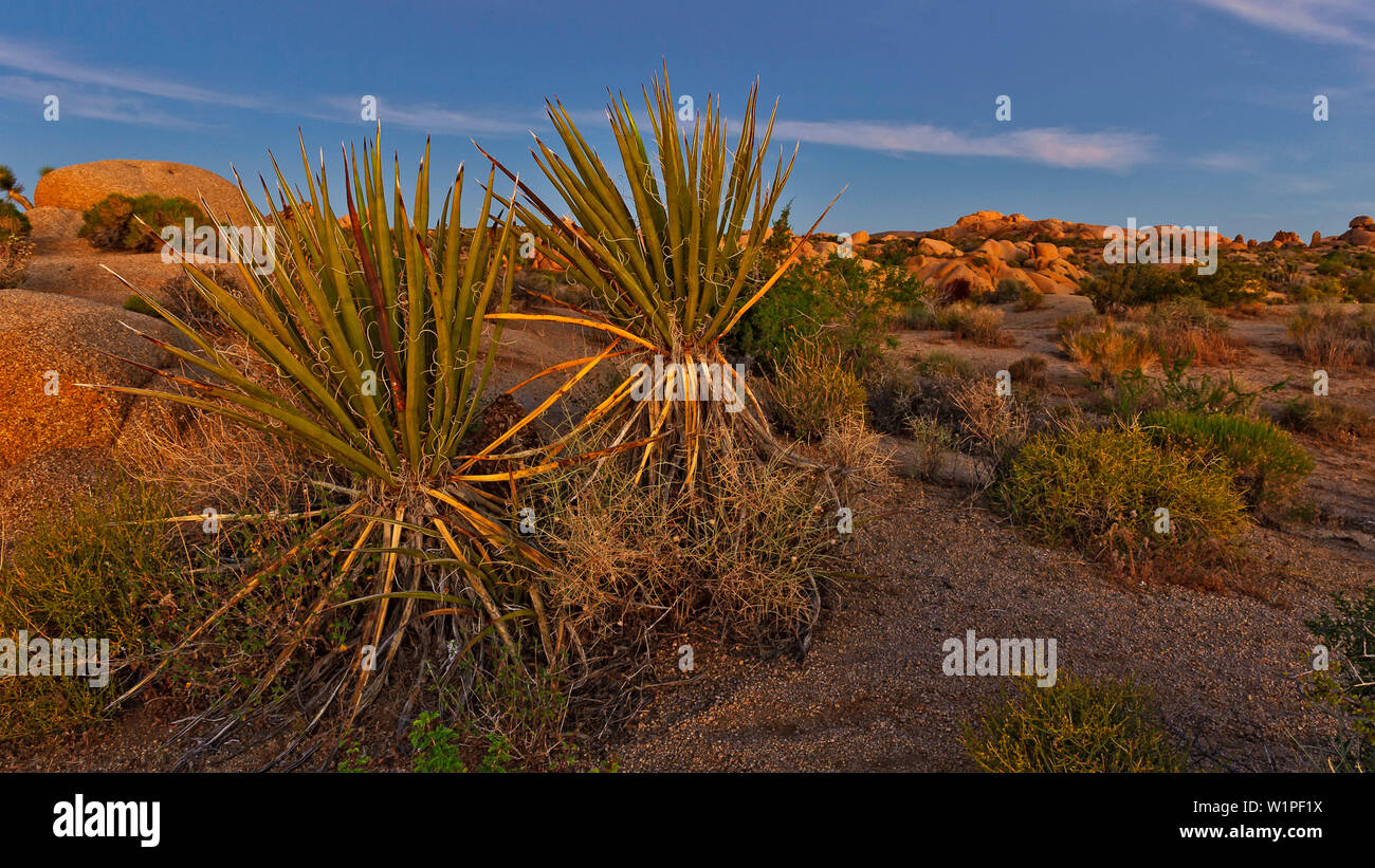 Yucca palm nel Joshua-Tree Parco Nazionale, CALIFORNIA, STATI UNITI D'AMERICA Foto Stock