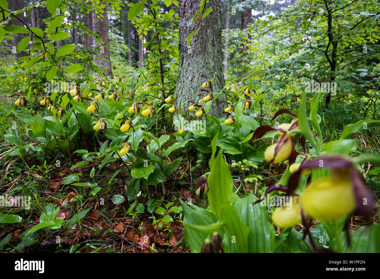 Ladyslipper fiori in foresta, Cypripedium calceolus, Lichtenegg, Baviera, Germania Foto Stock