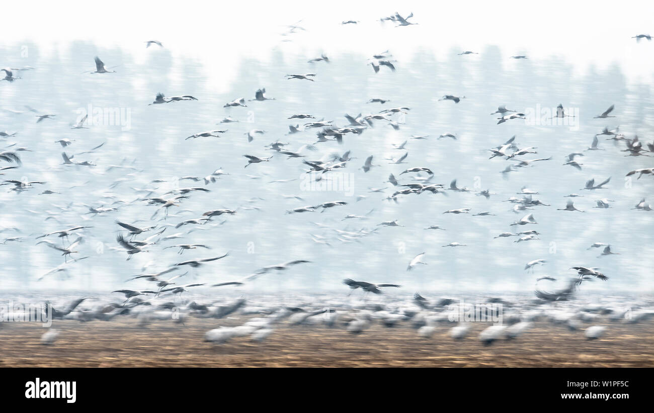 Gru di atterraggio in un campo di volo, studio, la migrazione degli uccelli, stormo di uccelli, giornata autunnale, Fehrbellin, Linum, Brandeburgo, Germania Foto Stock Gru di atterraggio in un campo di volo, studio, la migrazione degli uccelli, stormo di uccelli, giornata autunnale, Fehrbellin, Linum, Brandeburgo, Germania Foto Stock