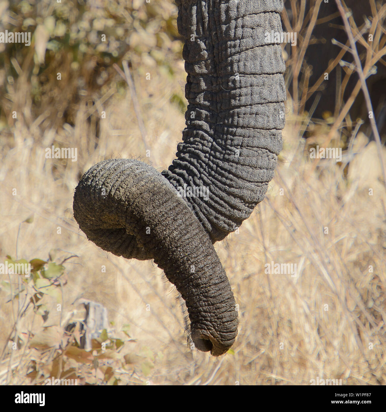 Elephant trunk, il Parco Nazionale di Etosha, Namibia, Africa Foto Stock