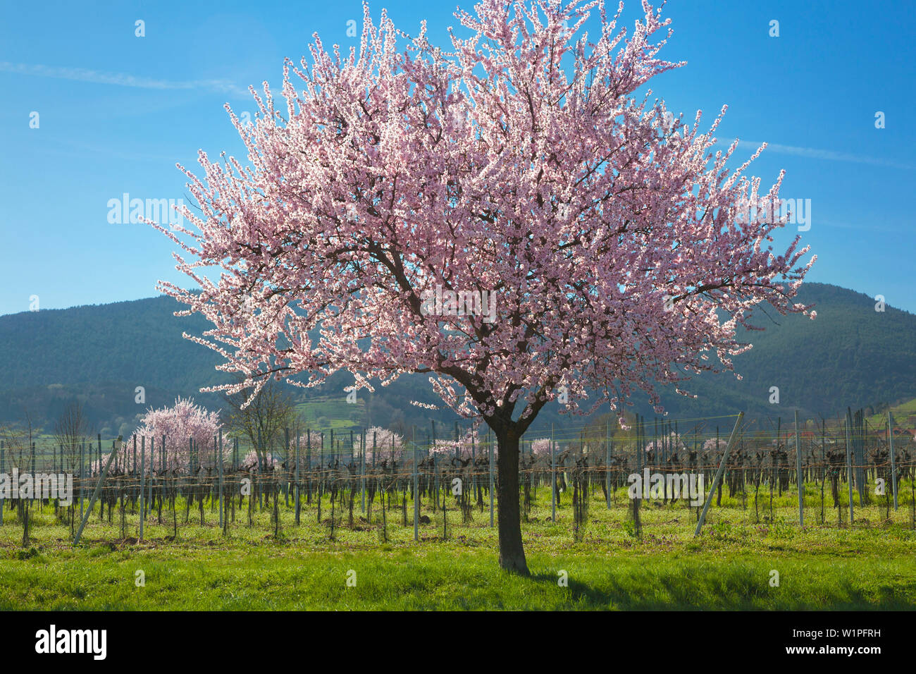 Fiore di mandorla, Mandelbluetenweg, Deutsche Weinstrasse (tedesco la strada del vino), Pfalz, Renania-Palatinato, Germania Foto Stock