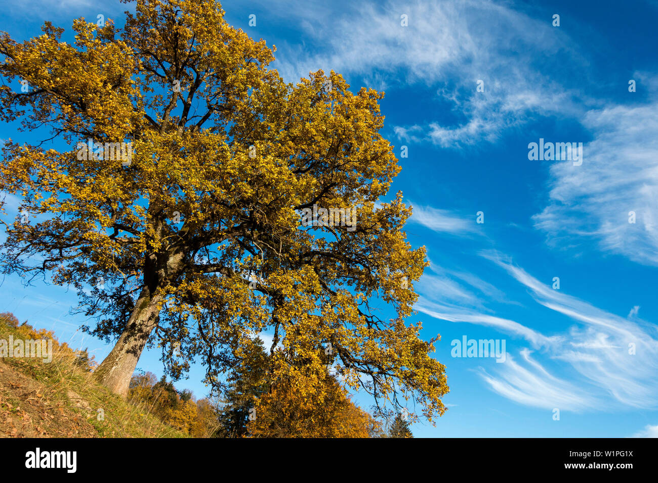 Oaktree in autunno, Quercus robur, Alta Baviera, Germania, Europa Foto Stock