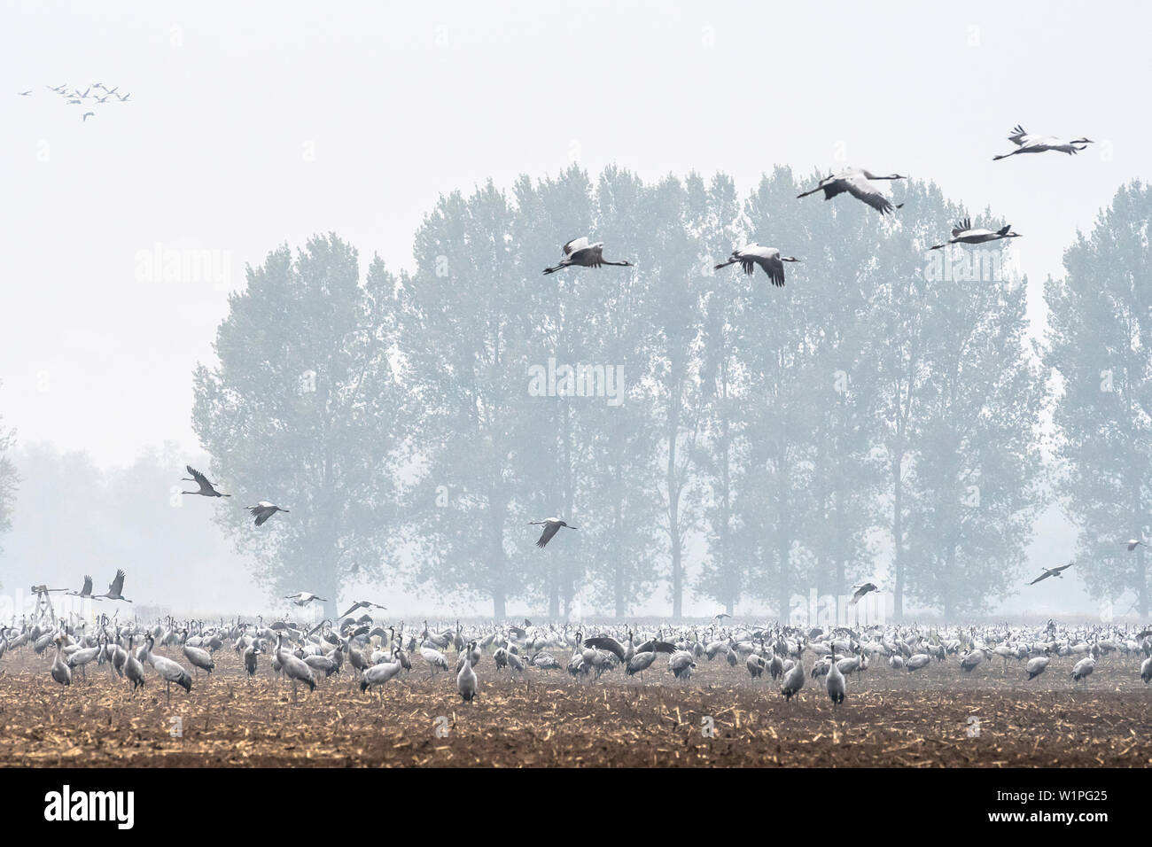 Gru battenti, doppia esposizione, studio di volo, la migrazione degli uccelli, grus grus, autunno, Stork village, Fehrbellin, Linum, Storchendorf, Brandeburgo, Germania Foto Stock Gru battenti, doppia esposizione, studio di volo, la migrazione degli uccelli, grus grus, autunno, Stork village, Fehrbellin, Linum, Storchendorf, Brandeburgo, Germania Foto Stock