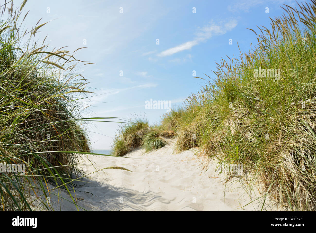 Dune di sabbia, marram erba, sentiero, Baltrum, Est Isole Frisone, il Mare del Nord, Aurich - Distretto, Bassa Sassonia, Germania, Europa Foto Stock