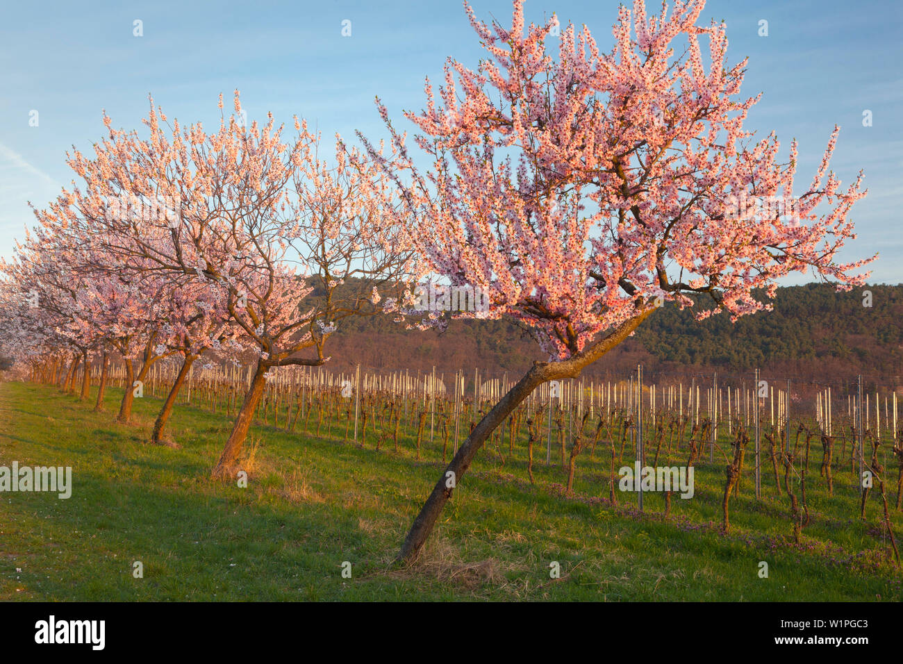 Fiore di mandorla, Mandelbluetenweg, Deutsche Weinstrasse (tedesco la strada del vino), Pfalz, Renania-Palatinato, Germania Foto Stock